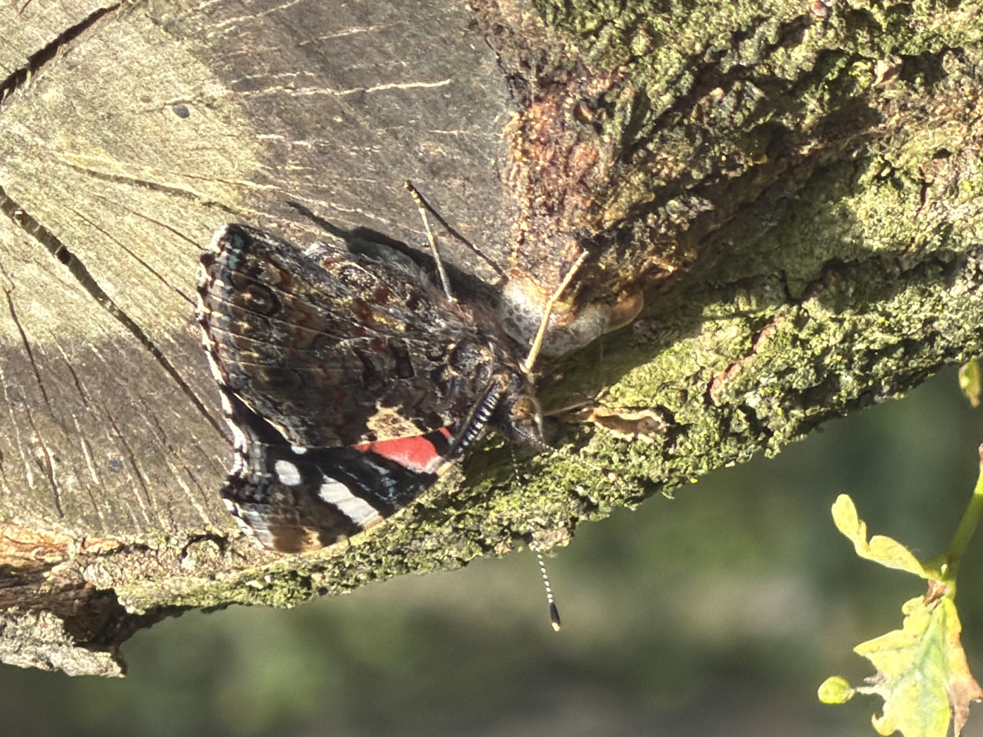 A close-up, high-angle shot captures a Red Admiral butterfly (Vanessa atalanta) perched on the textured bark of a tree trunk. The butterfly's wings are partially open, revealing their distinctive black, orange-red, and white markings. Its antennae are extended, with the right antenna pointing towards the lower left of the frame, and the tip tipped with a small bulbous end. The butterfly's body is dark and segmented.
The tree bark is rough and appears to be from a fallen log or stump, exhibiting deep grooves and a rough texture. Patches of green moss and lichen are visible on the bark, particularly on the left side of the image. The background is softly blurred, with suggestions of green foliage, indicating an outdoor, natural setting. The lighting suggests it is daytime, with sunlight casting shadows on the bark and highlighting the butterfly's wings.
There is no identifiable location in the city of Turnhout, Belgium within the provided image.