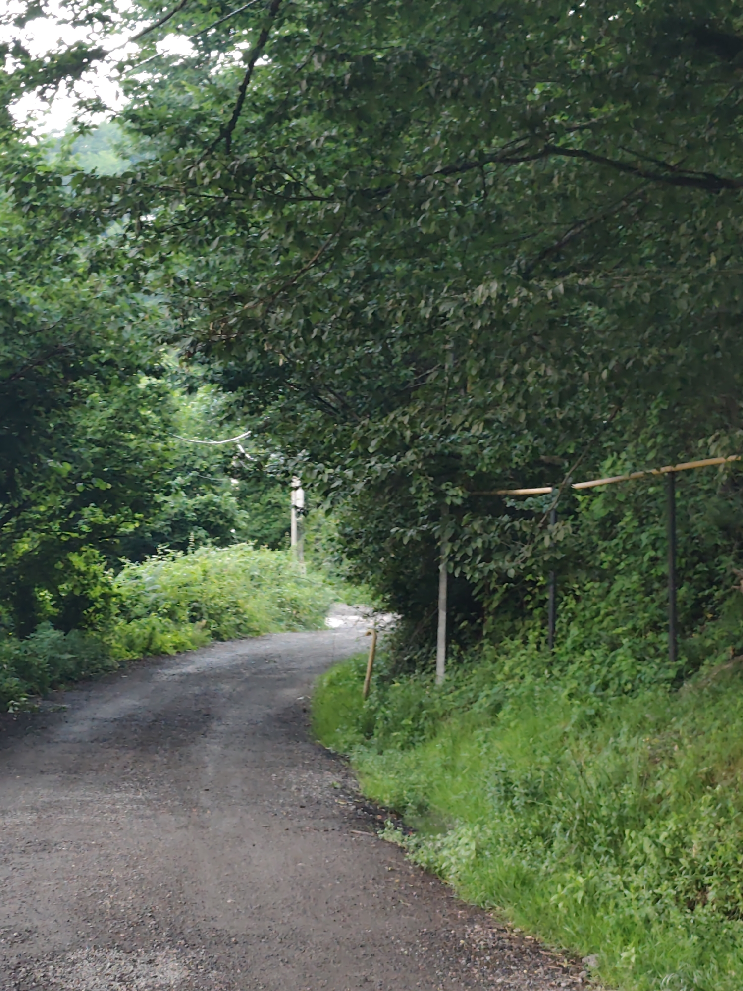 A winding dirt road meanders through a lush, green forest. The road is covered in gravel and is bordered by dense vegetation on both sides. Tall trees with dark green leaves form a canopy overhead, dappled sunlight filters through the leaves, suggesting it is daytime. The overall impression is one of a serene, natural setting.
To the right of the road, a simple fence constructed of bamboo-like poles and darker upright supports runs along the edge of the vegetation. A slender white pole, possibly a signpost or part of a utility line, stands near the road further up, with a thin wire or string extending from it. The vegetation is thick and varied, with a mix of tall grasses, bushes, and the undergrowth of trees.
The scene appears peaceful and untouched, hinting at a rural or natural environment. The lighting suggests it is not midday, perhaps morning or late afternoon. The location is identified as Krasnaya Polyana, Russia, a region known for its mountainous terrain and natural beauty. No people are visible in the image.