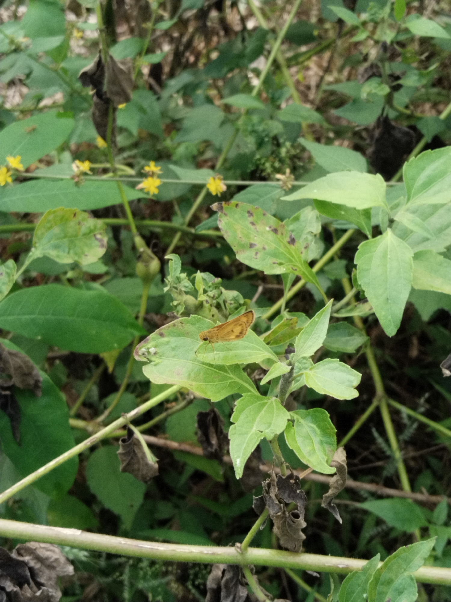 The image shows a brown butterfly perched on a leaf amidst lush green vegetation. Small yellow flowers are also visible in the background. The specific location is not identifiable from the image.