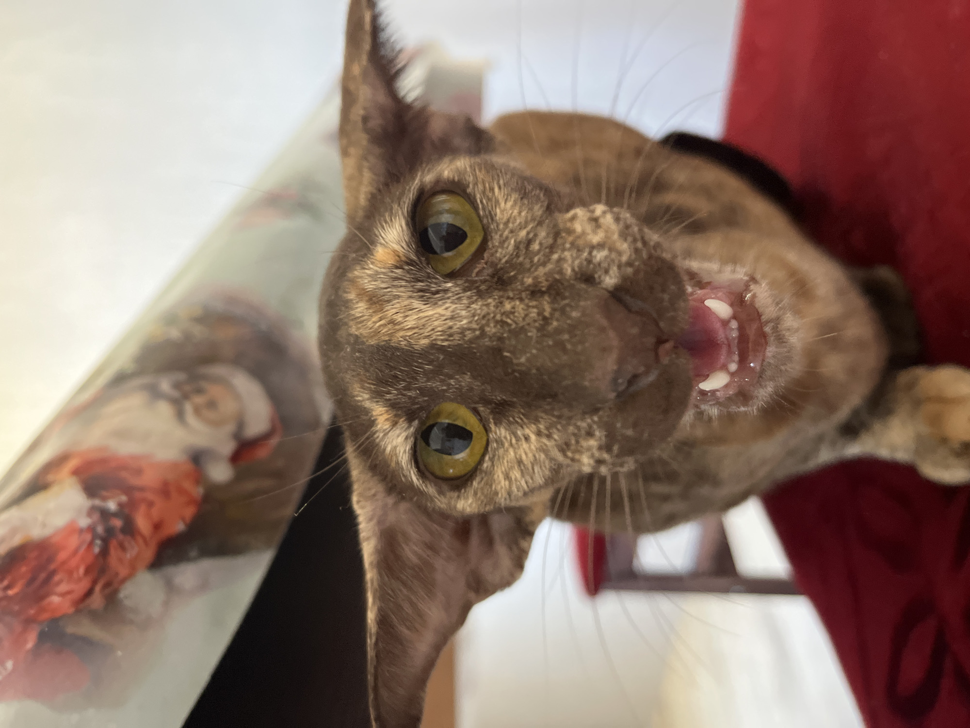 A brown Oriental Shorthair cat is facing the camera with its mouth open, displaying its teeth. The cat has yellow-green eyes and large ears. To the left of the cat is a blurred image of a person and an orange object, possibly on a surface covered with clear material. To the right of the cat is a portion of a red, textured surface. The location in the city of Chaikovsky, Russia, is not determined from the image.