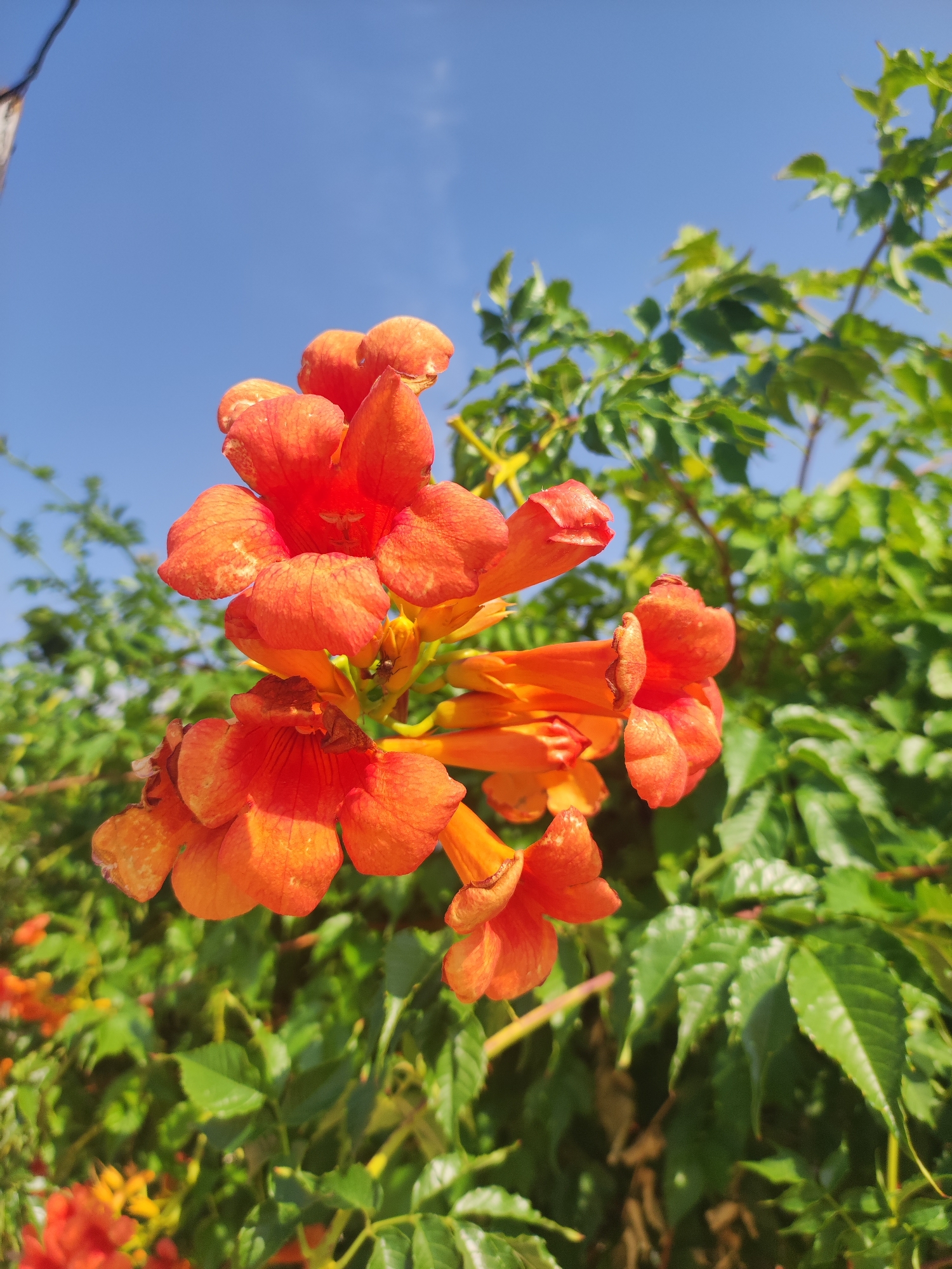 In Traspinedo, Spain, a cluster of vibrant orange trumpet-shaped flowers, likely from a trumpet vine (Campsis radicans), is prominently displayed against a clear, bright blue sky. The flowers are in various stages of bloom, with some fully open and others still tightly furled. Lush green foliage surrounds the flowers, creating a natural, verdant backdrop. The sunlight illuminates the scene, casting soft shadows and highlighting the delicate texture of the petals. The image captures a close-up view of the flowers, emphasizing their vivid color and intricate structure.