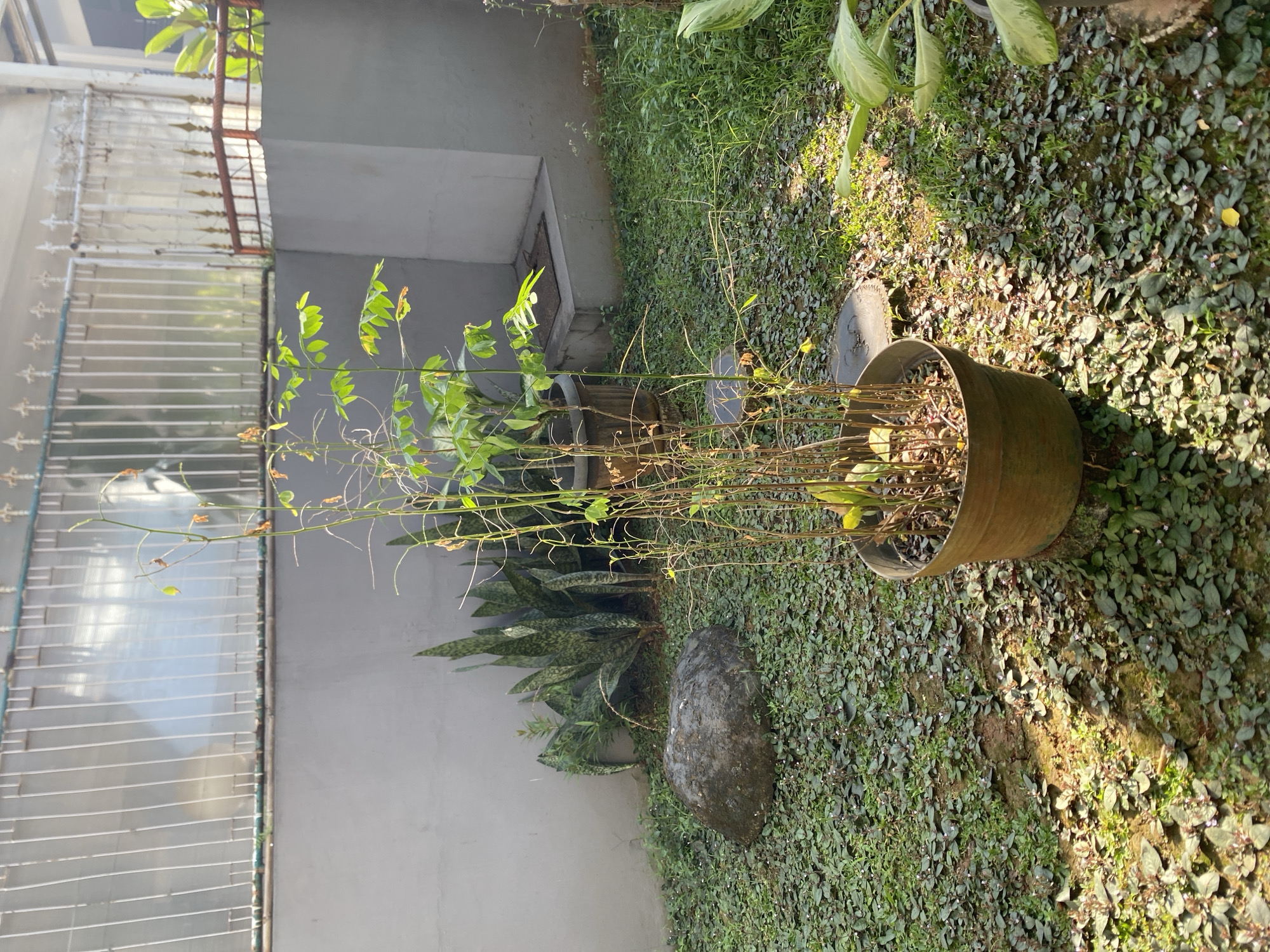 A medium shot captures a potted plant in a garden setting. The plant has tall, slender stems with sparse green leaves and some dried foliage. It sits in a weathered, circular metal pot, which is placed on the ground amongst a dense ground cover of small green plants, some of which have tiny purple flowers. A large, dark, irregularly shaped rock is also present on the ground near the plant. In the background, a light grey wall runs along the left side of the image, with a white metal grille structure attached to it. To the right of the wall, more green foliage from another plant is visible. The sunlight casts dappled shadows on the ground, suggesting it is daytime with sunny weather. The scene appears to be an outdoor residential area in Dukuh, Indonesia. No people are visible, and there is no visible text in the image.