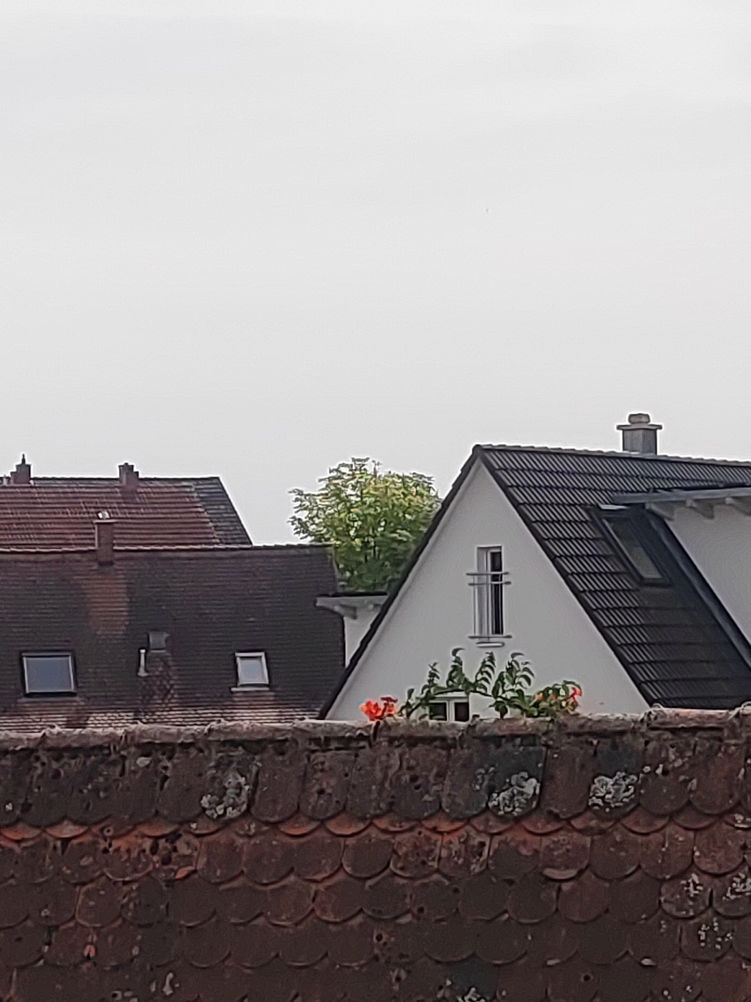 The image depicts a view of rooftops in Burgoberbach, Germany, under an overcast sky. In the foreground, a weathered, textured wall made of red, curved roof tiles is visible. Behind this wall, the dark, tiled roofs of several buildings are present. One building on the left has a red-tiled roof with two rectangular windows. Another building, slightly to the right and further back, has a dark-tiled, gabled roof with a prominent dormer window and a chimney. A white house with a dark-tiled, gabled roof is situated to the right, featuring a narrow, vertical window with a metal grate. Green foliage and some red flowers are visible growing around the base of this white house. The overall scene is one of residential buildings in a German town.