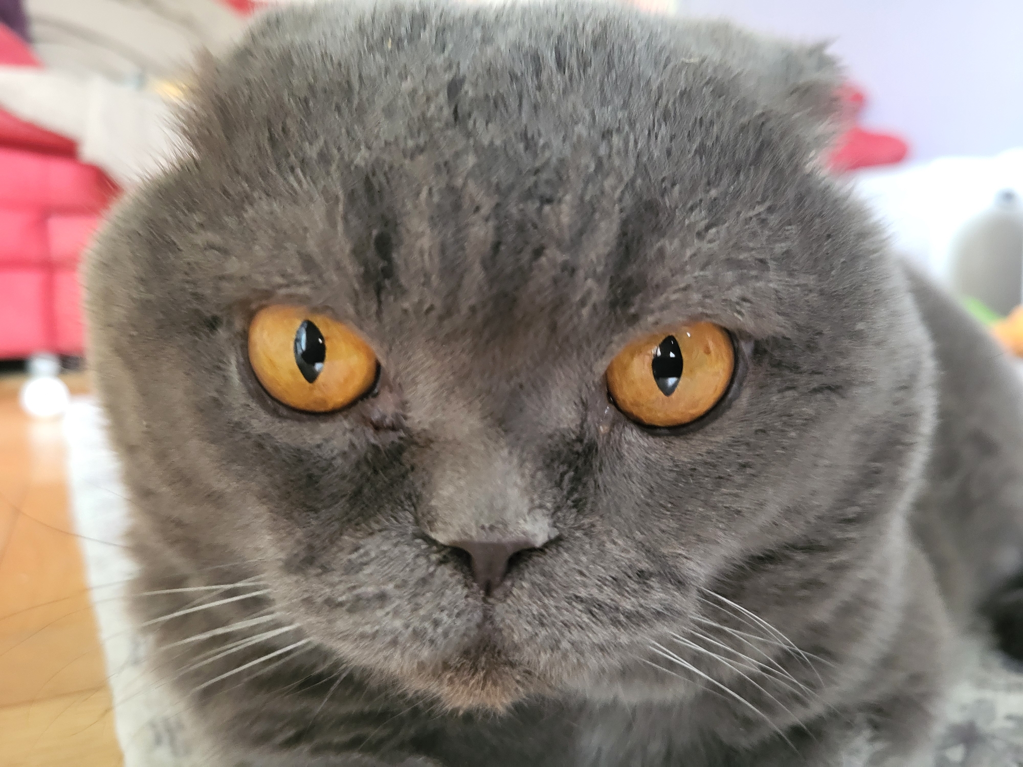 A close-up, eye-level shot features a Scottish Fold cat's face. The cat has dense, gray fur and large, round, amber-colored eyes with black pupils. Its ears are folded downwards, characteristic of the breed. The cat is looking directly at the camera. The background is softly blurred, showing hints of a reddish-pink sofa and a bright, out-of-focus background that suggests an indoor setting. The lighting appears to be natural or from an artificial source from the front, illuminating the cat's face. The image is a portrait of the cat.