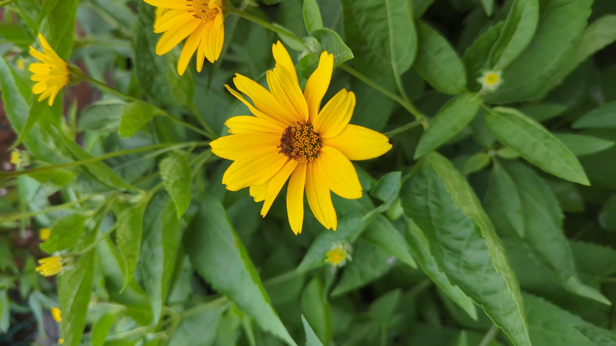 The image shows a close-up of several yellow flowers with green leaves in the background. The flowers appear to be Heliopsis, also known as False Sunflowers. The central flower is in sharp focus, showcasing its bright yellow petals and dark brown center with many small florets. The petals are elongated and pointed, with some showing slight damage or wilting. Other yellow flowers and buds are visible in the background, some in focus and some blurred, suggesting a garden setting. The leaves are a vibrant green, with a slightly textured surface. The lighting suggests it might be daytime, possibly with diffused sunlight, as there are no harsh shadows. The scene is likely outdoors, in a natural setting. No people, text, or specific location cues beyond Montreal, Canada are discernible.