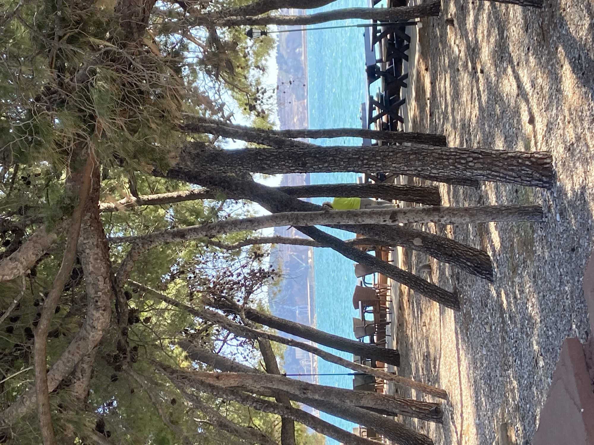 The image depicts an outdoor scene with trees in the foreground and a body of water in the background, likely taken near the city of Bar, Montenegro. The scene is at the top and bottom vertically.
In the foreground, there are several trees with textured bark and green foliage. The trees create a frame for the background, which is predominantly blue water. The water appears calm with a slightly varying hue, suggesting depth or differing light penetration.
On the right, a gravel or stone-covered ground is seen. There are also tables and chairs lined along the waterfront, indicating a dining or seating area for an outdoor restaurant or bar. The composition suggests a landscape where natural elements intersect with man-made amenities in a coastal environment.