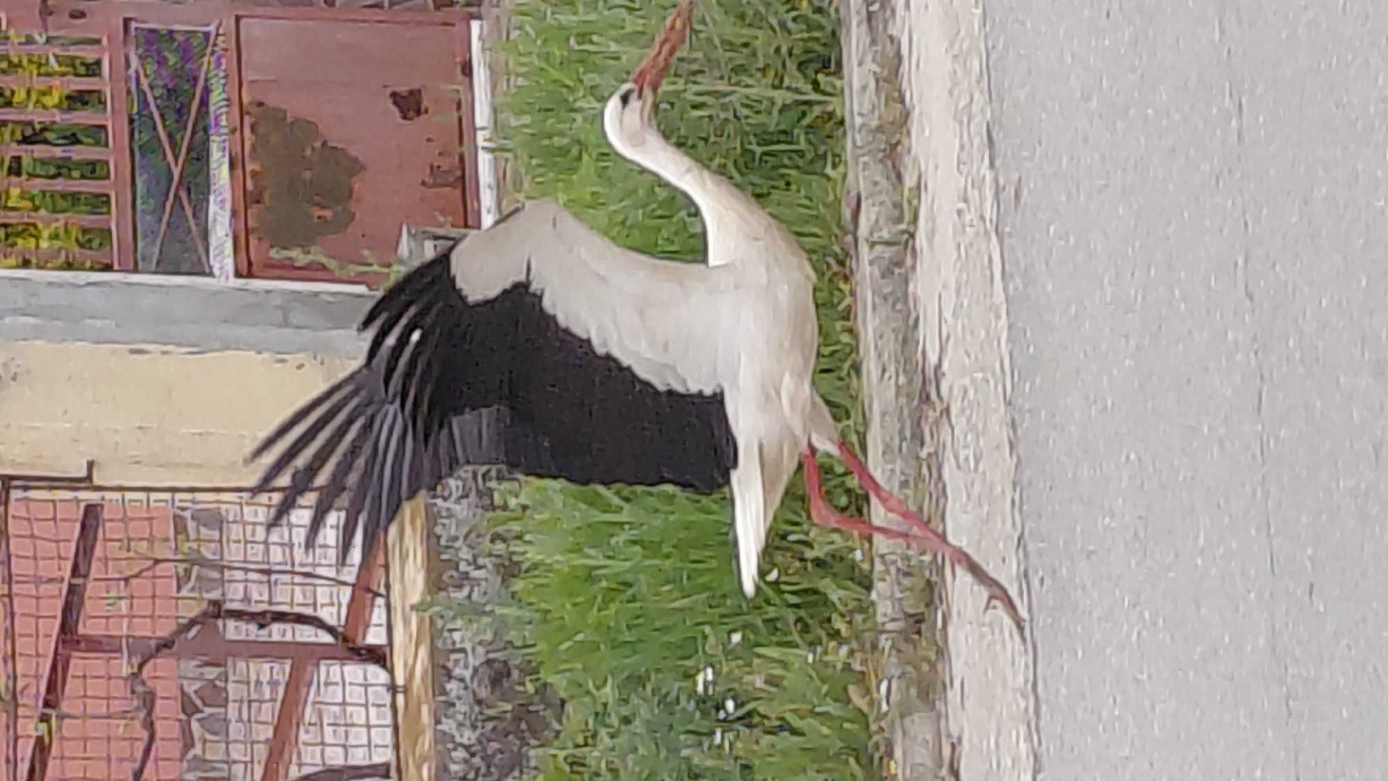 The image shows a white stork with black wings and red legs standing in a grassy area. The stork has a stick in its beak and its neck is curved upward. In the background are some buildings, including one with a red window frame. The location appears to be an urban environment, although the exact city and region are Unknown.