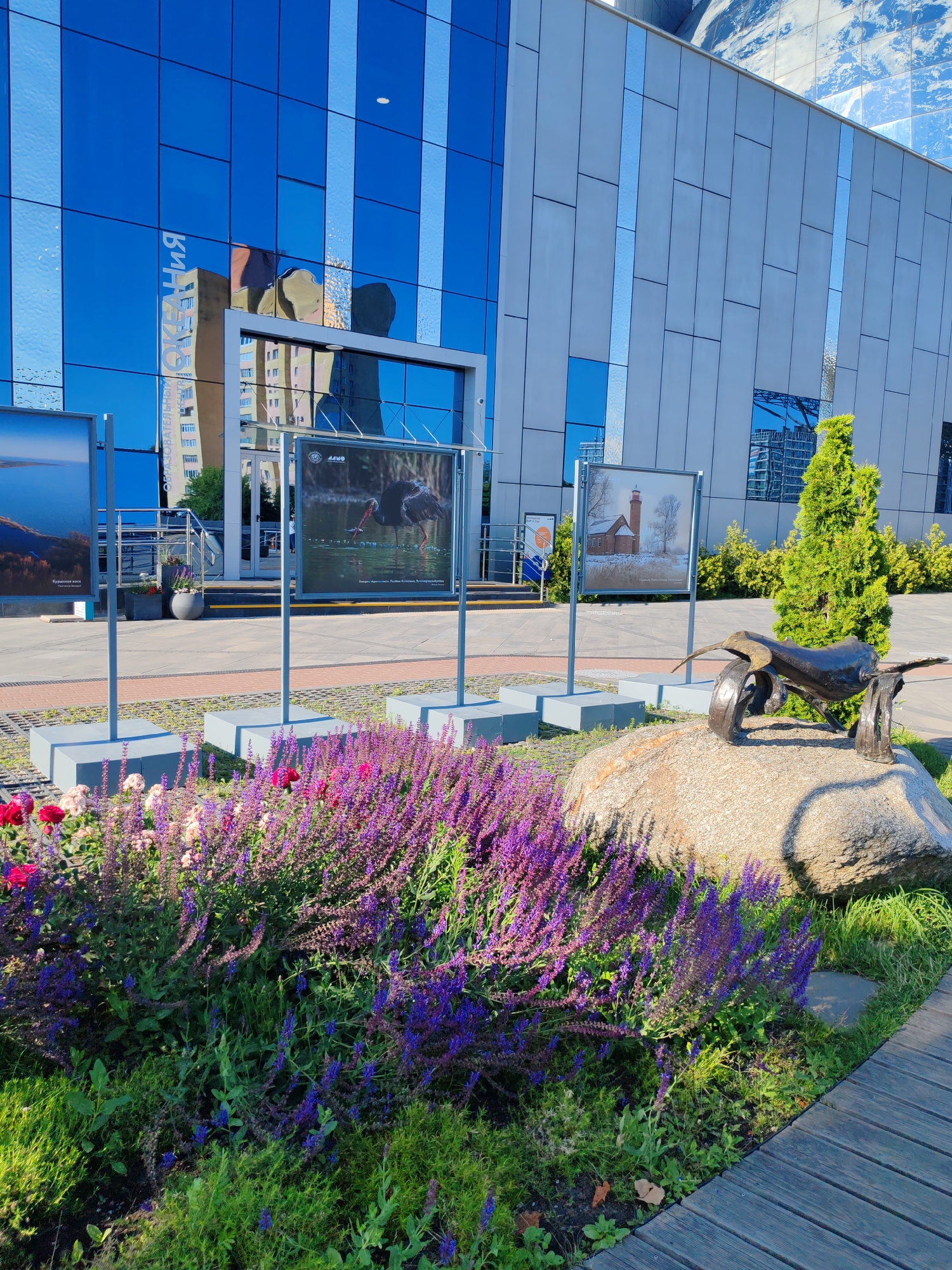 This is a medium-shot outdoor photograph showing a public display in front of a modern building with a blue glass facade. In the foreground, a vibrant flowerbed with purple and pink flowers, along with green foliage, creates a lush border. To the right of the flowers, a large rock serves as a base for a bronze sculpture of an insect-like creature with prominent wheels.
Behind the flowerbed and sculpture, a series of framed photographs are displayed on metal stands. One photo shows a body of water with a distant landscape, another depicts a bird in a wetland environment, and a third features a red brick lighthouse in a snowy landscape. The building behind the display has a sleek, modern design with a facade composed of blue glass panels that reflect the sky and surrounding environment, and lighter colored panels. The reflection on the blue glass shows text that appears to be in Russian.
The scene appears to be set during the daytime, with bright sunlight casting shadows, suggesting a clear day. The overall atmosphere is serene and inviting, with the artistic display and natural elements creating an aesthetically pleasing environment. The location context is Kaliningrad, Russia.