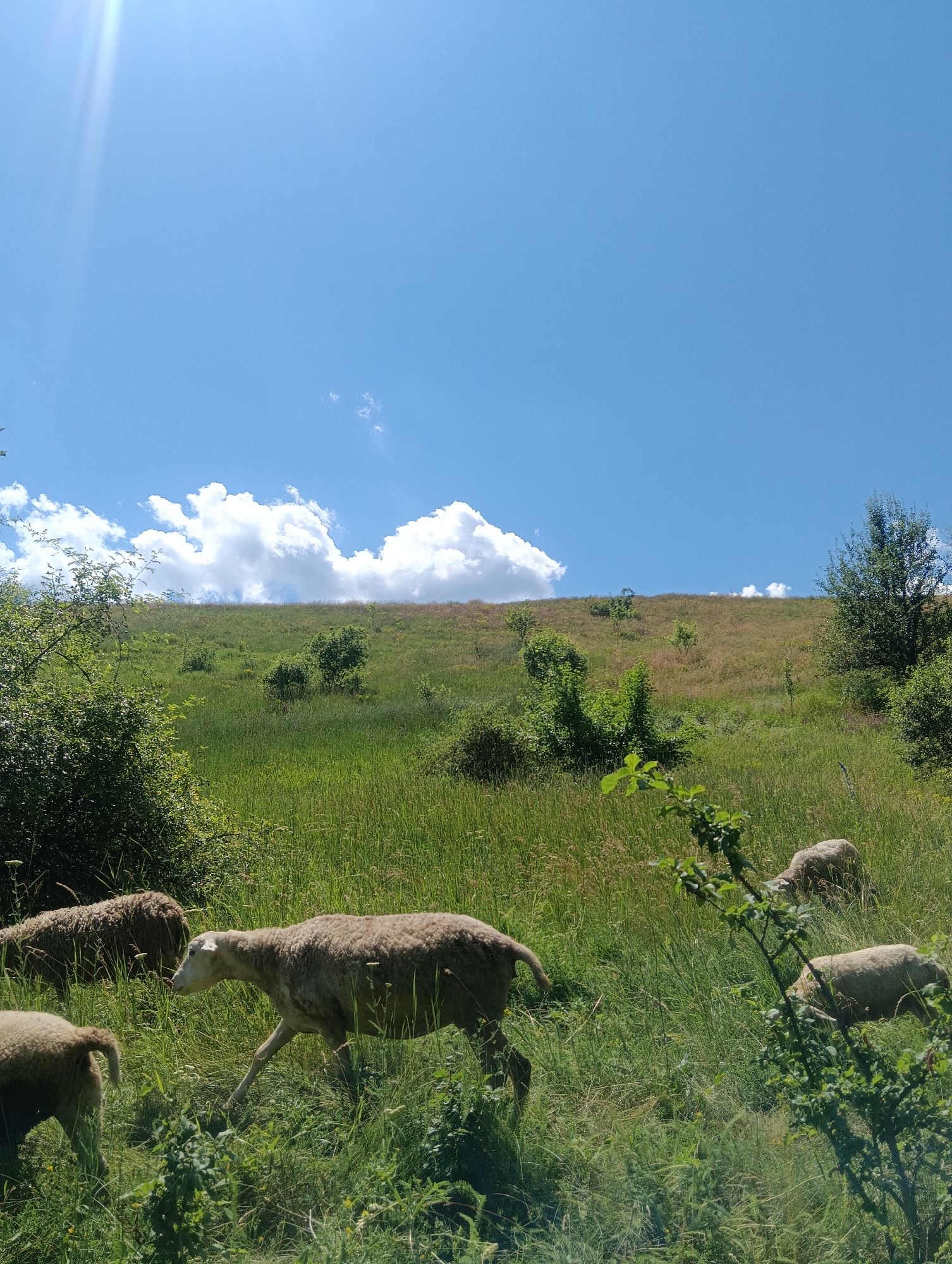 The image shows a pastoral scene on a bright, sunny day. The foreground is dominated by a grassy field with several sheep grazing. The sheep are light brown or white with thick wool. One sheep in the center is walking, facing left, with its mouth near the ground, suggesting it is eating. Another sheep is partially visible on the far left, facing away from the camera. Two more sheep are further back in the field, also grazing.
The background features a gentle, grassy slope leading up to a clear blue sky. Scattered white clouds drift across the sky, and a strong sunbeam cuts through the upper left corner of the image, indicating it is daytime, likely mid-morning or early afternoon. The overall atmosphere is peaceful and serene, capturing a moment of rural tranquility. There is no visible text in the image.