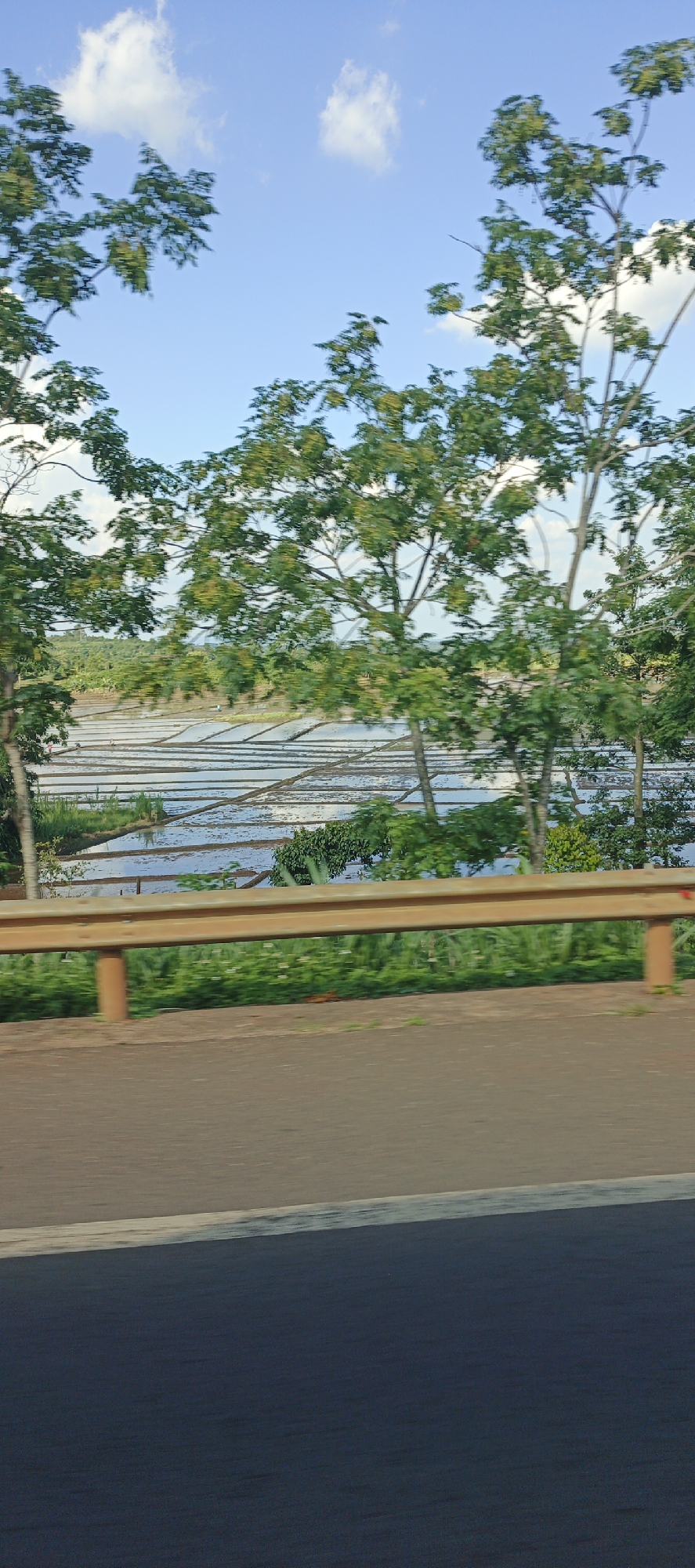 The image shows a landscape scene with a flooded rice paddy field in the background. The field is divided into rectangular plots, with water reflecting the blue sky and white clouds. Several trees with green foliage are visible in the foreground and mid-ground, some of which appear to be in motion, suggesting the photo was taken from a moving vehicle. A yellow guardrail runs horizontally across the middle of the frame, separating the road from the greenery beyond. The road in the foreground is dark asphalt with a white line. The scene appears to be located in the rural outskirts of Chư Sê, Vietnam, a region known for its agricultural landscapes.