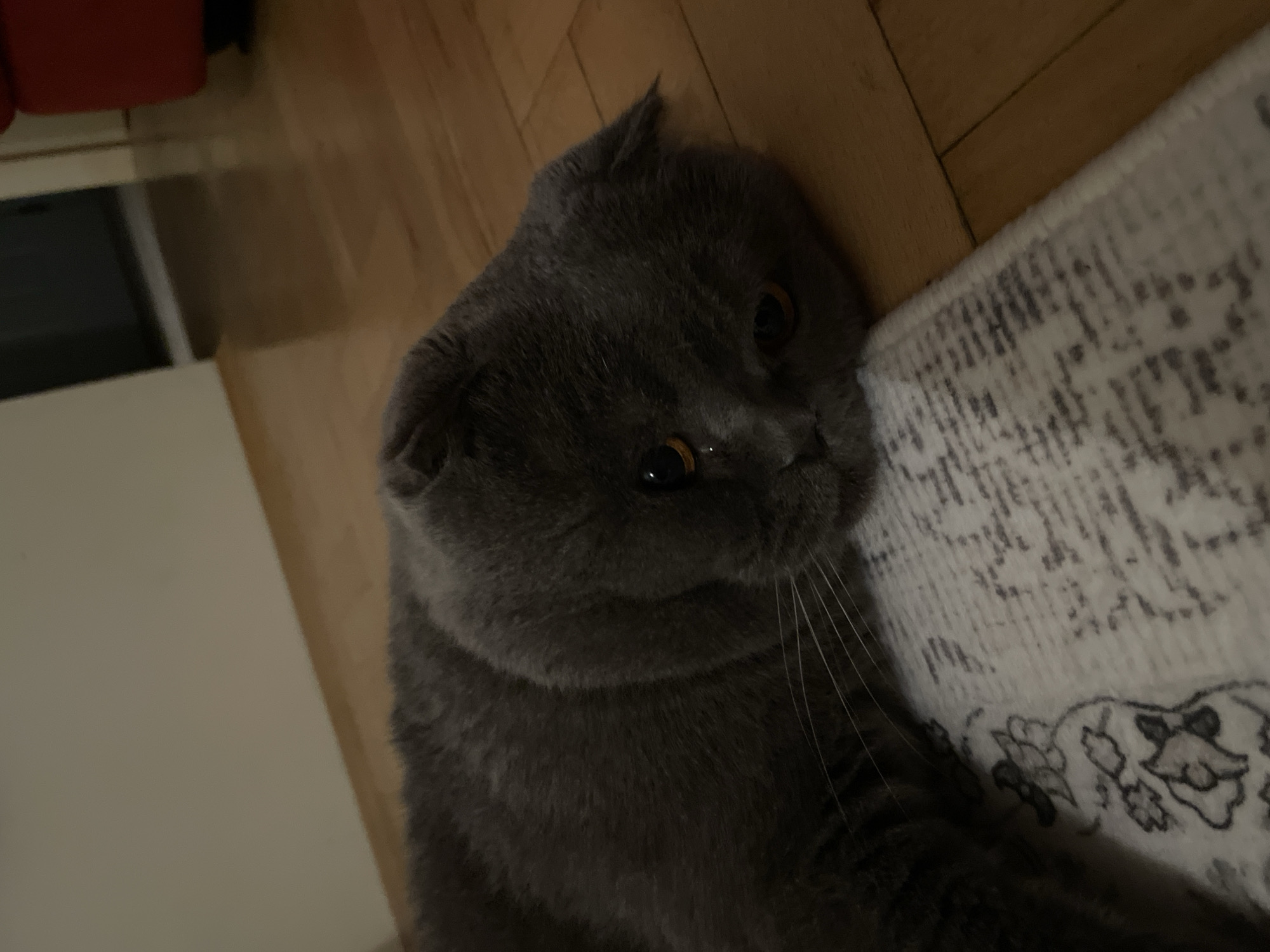 A gray cat with yellow eyes lies on the floor, next to a rug and wooden floorboards. A white wall is visible in the background. The location is an interior setting. The city and country are unknown.