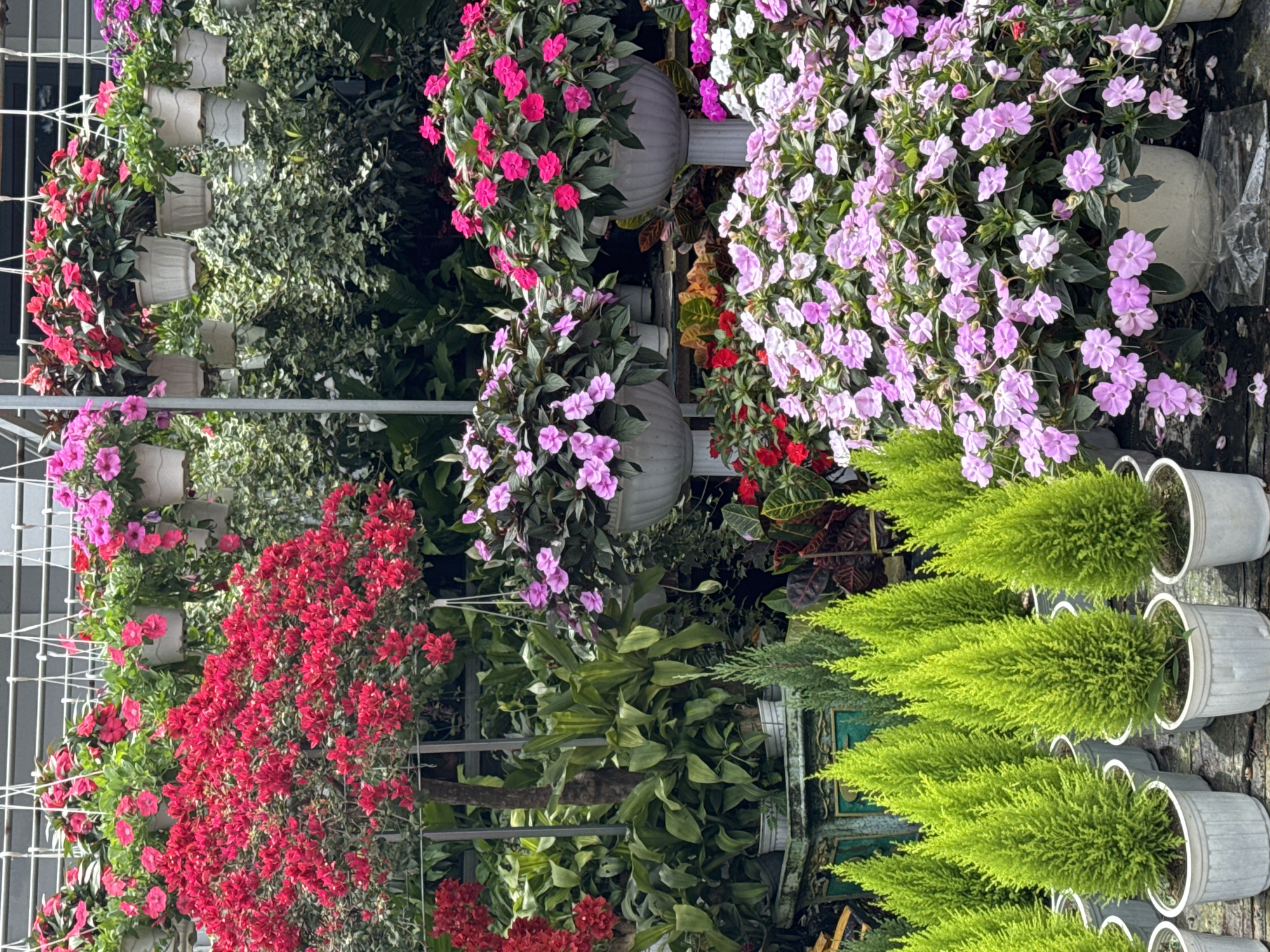This image depicts a vibrant flower stall in Da Lat, Vietnam. The foreground is dominated by rows of small, conical evergreen trees in white pots, their bright green foliage creating a striking contrast against the wooden surface they are placed on. Behind these trees, a large planter overflows with delicate pink impatiens, their numerous blooms forming a soft carpet of color. Further back, more impatiens in lighter pink and white hues are visible in large urn-like planters. Hanging baskets filled with bright red flowers, possibly bougainvillea, cascade from above, adding another layer of color and texture. In the background, lush green foliage and other flowering plants in various shades of pink and red create a dense, verdant backdrop. The overall impression is one of abundance and horticultural display, characteristic of the flower markets found in Da Lat. There are no people visible in the image.