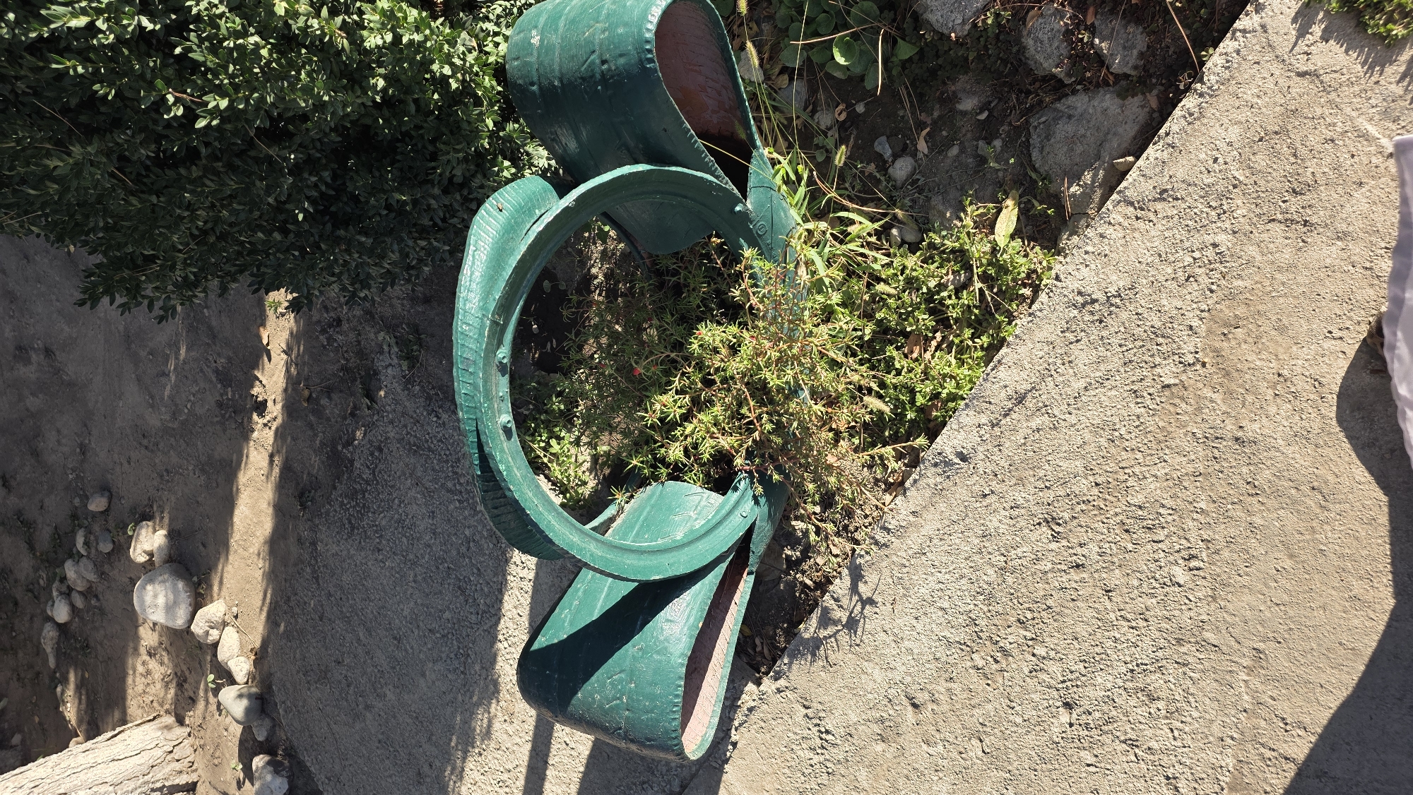 In an outdoor setting, a repurposed green tire serves as a planter for a small, bushy green plant with red buds, positioned on the ground next to a concrete walkway. The tire is split and laid open, with one section forming a curved ring and the other a flattened section. The surrounding environment consists of dirt, small stones, and a dense green bush. A portion of a tree trunk is visible on the left side of the image. The concrete walkway is textured and shows signs of wear. The scene appears to be in a garden or yard area.
