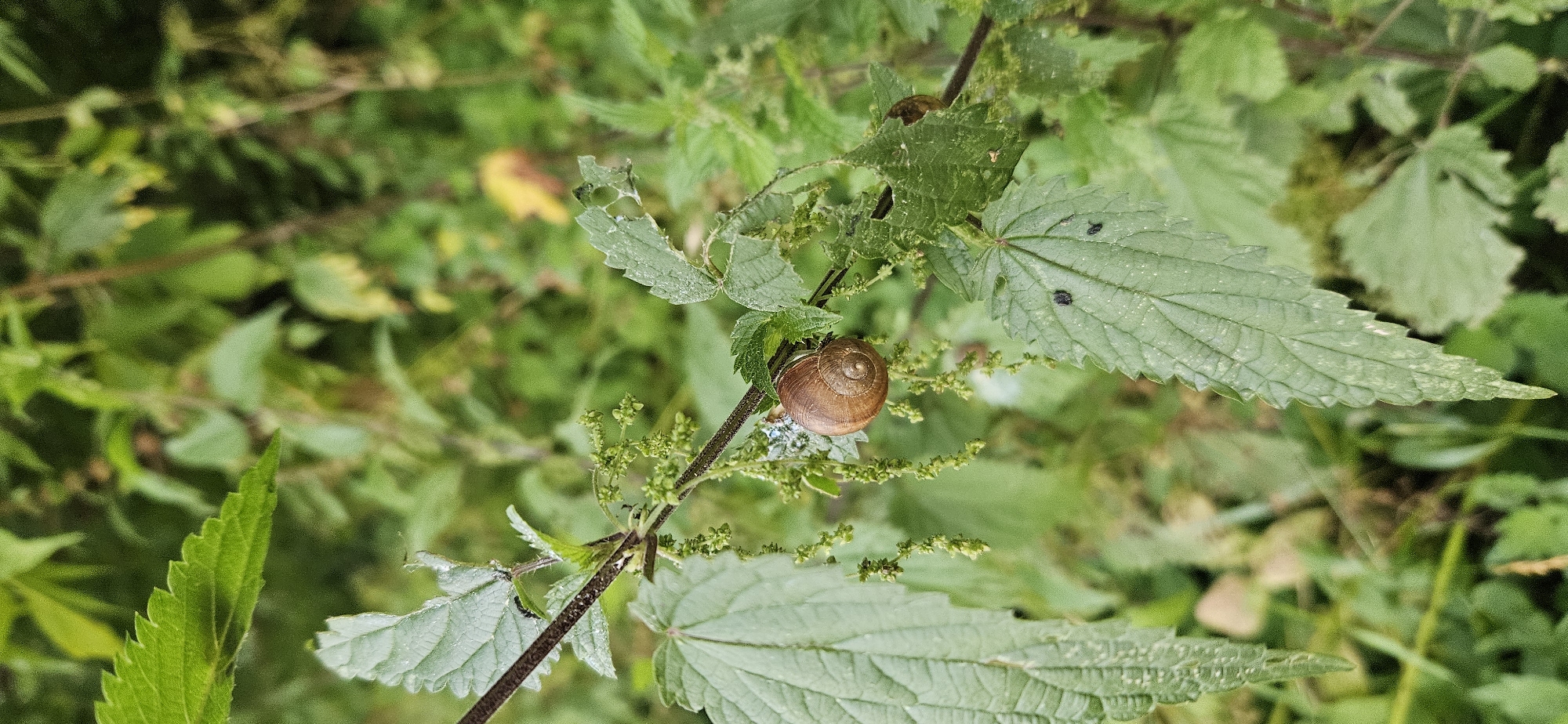 A snail is perched on a branch of a stinging nettle plant. The snail's shell is a spiral of brown. The stinging nettle plant has serrated, green leaves and small, green flower clusters. The background is a blur of more green foliage. The location is unspecified in the city of Vitsebsk, Belarus.