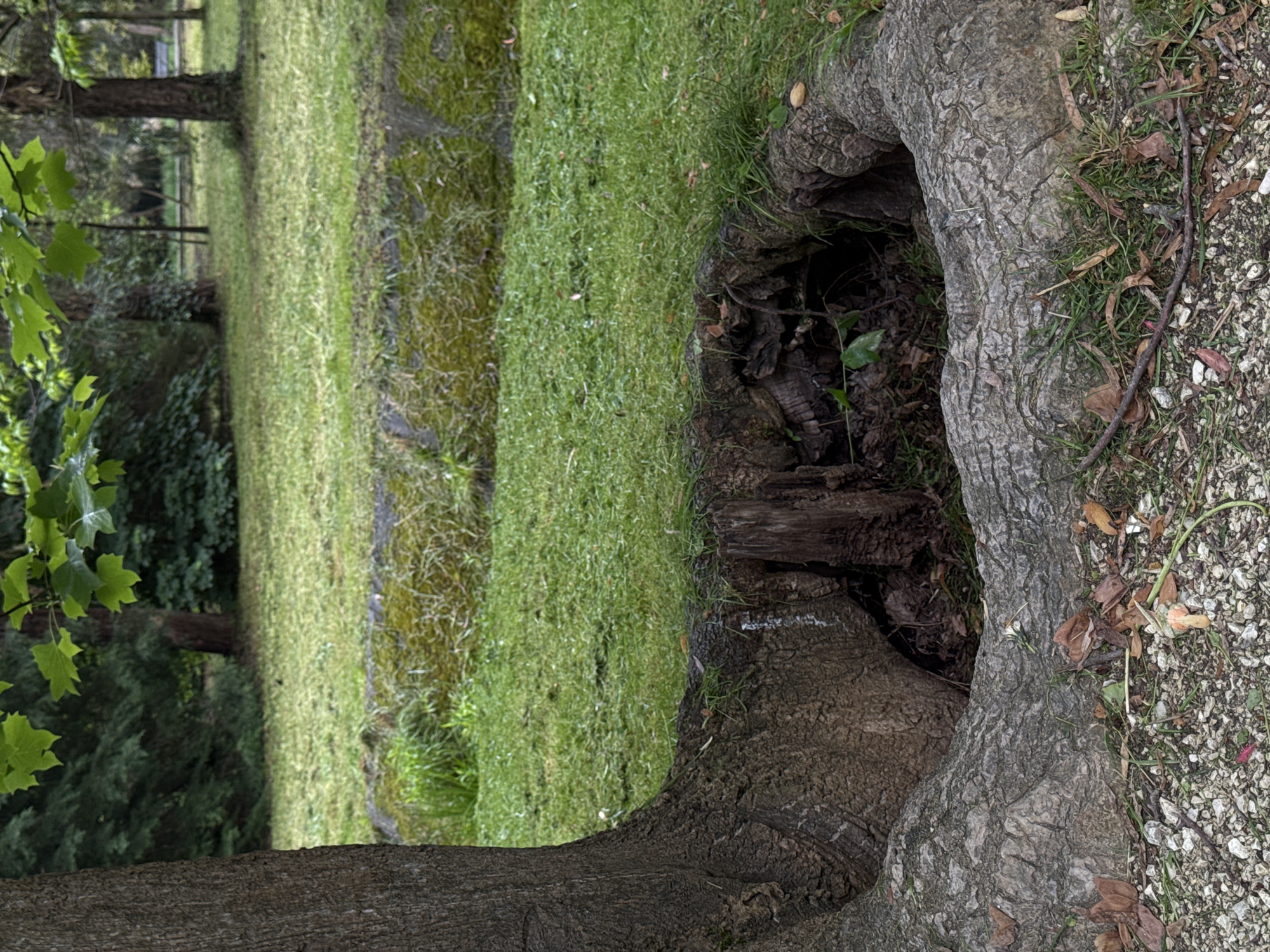 The image depicts the base of a tree with a hollow in its roots in an outdoor environment. The area around the tree root is covered with pebbles, grass, and some fallen leaves. Inside the hollow of the tree, there are pieces of wood and debris. A grassy area extends into the background, with other trees and vegetation visible in the distance. The specific location within the city of Sirius, Russia cannot be determined from the visual information provided.