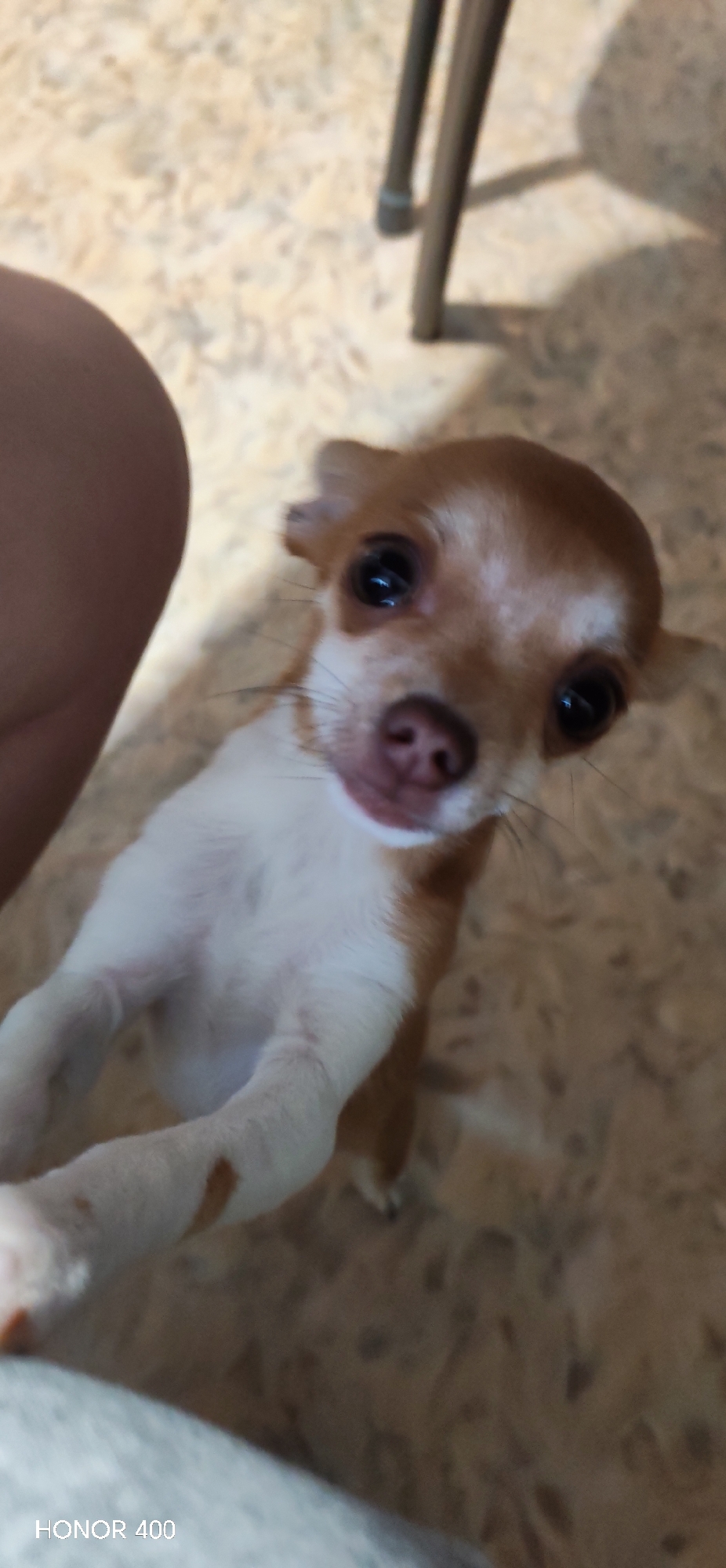 A close-up shot captures a Chihuahua puppy with large, dark eyes and pink nose, its head tilted upwards. The puppy has tan and white markings on its fur. It appears to be standing on its hind legs, with its front paws reaching towards the camera. In the background, a person's leg is visible on the left side, and two legs of a metal chair are in the upper right corner. The floor is a light-colored textured surface. The image has the text "HONOR 400" in the bottom left corner. No specific location in Noviy, Russia can be identified from the image.