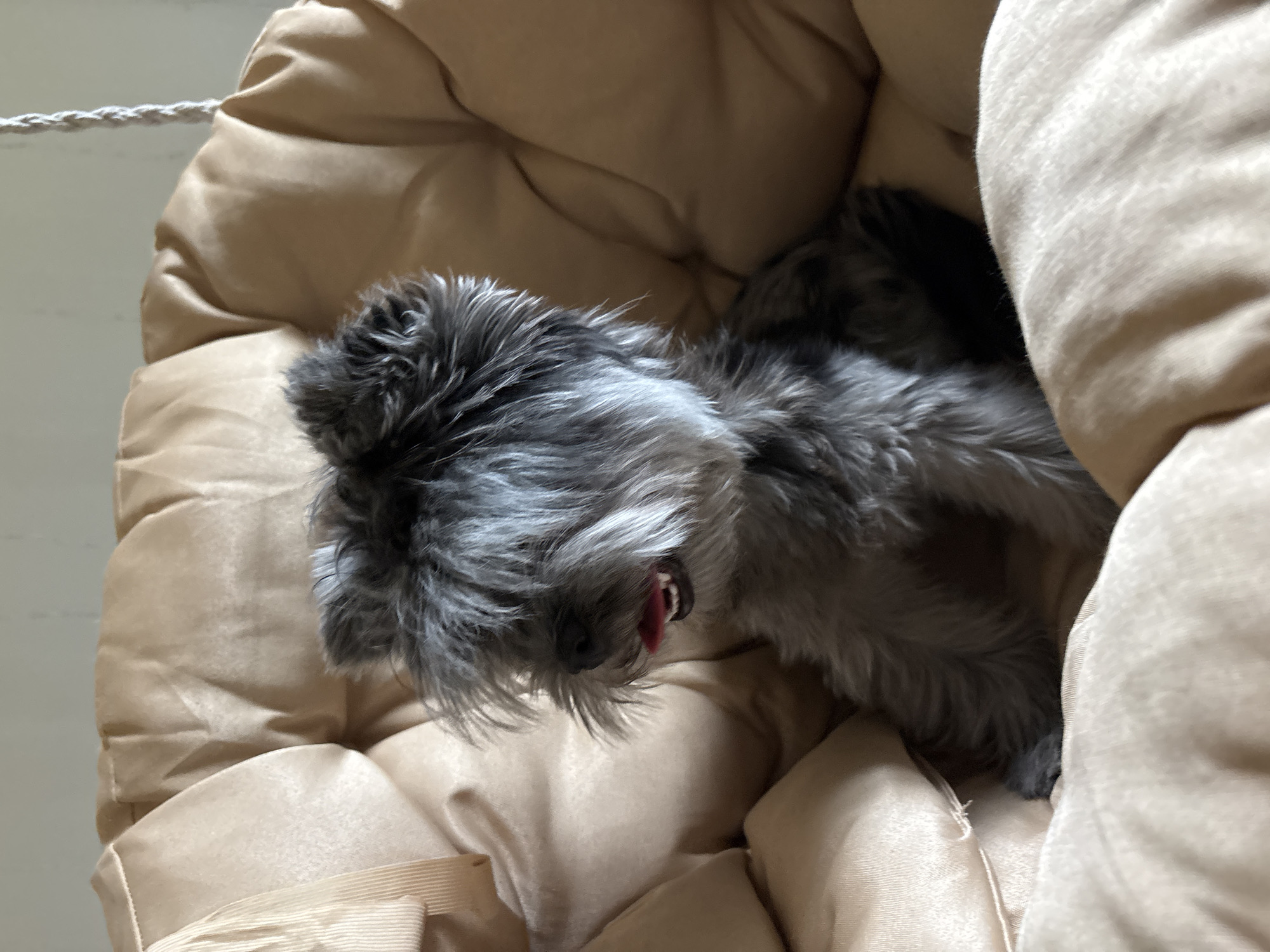 A small, gray, furry dog with a slightly visible pink tongue lies in a puffy, beige cushion or dog bed. The cushion appears to be in a neutral-colored indoor environment. There is nothing in the image to indicate this scene is in Chaikovsky, Russia.