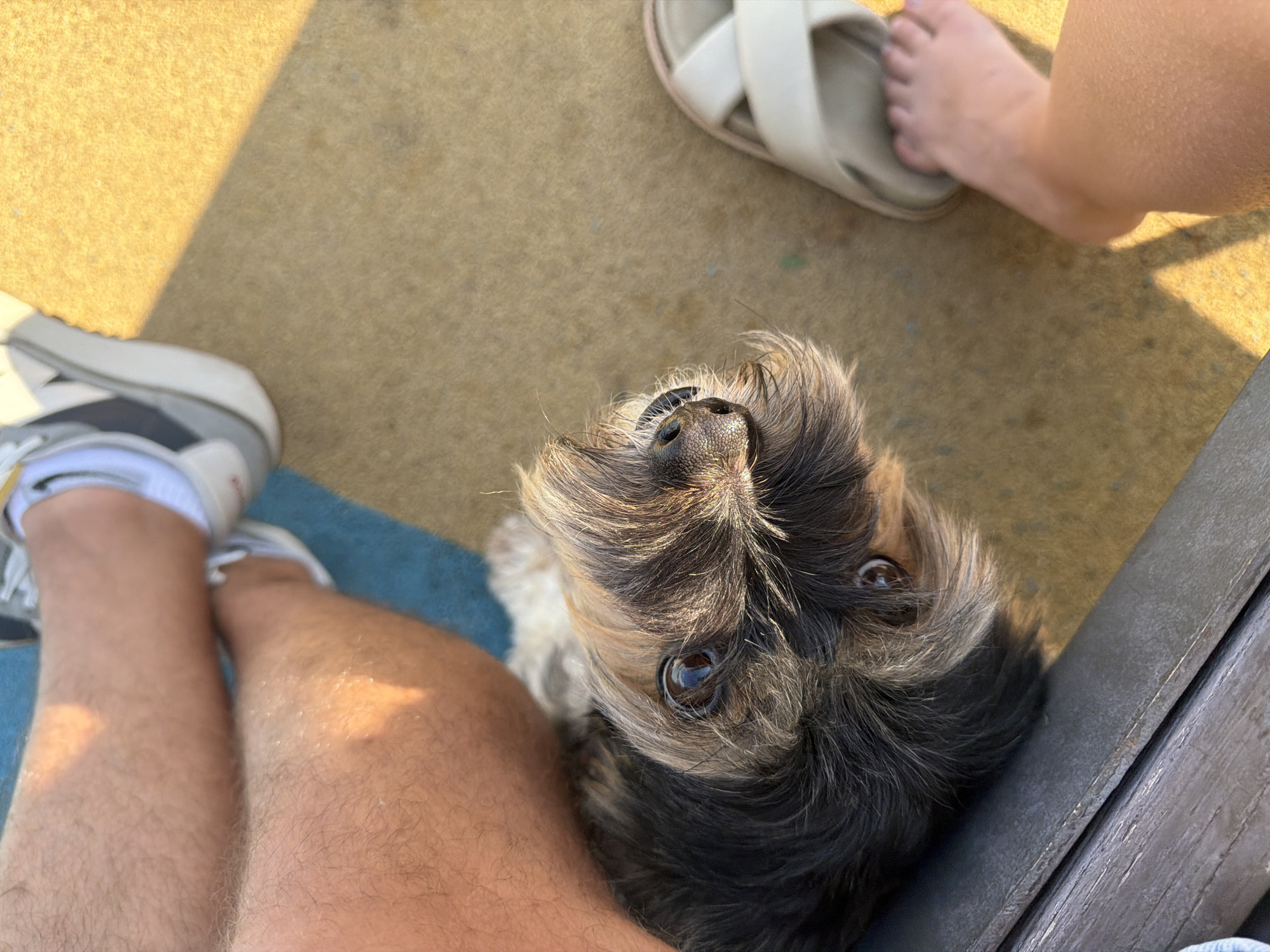 The image, taken from a high angle, shows a small, dark-haired dog lying down with its head tilted up. The dog has prominent eyes and a snout covered in fur. To the left of the dog are human legs, one crossed over the other. The person is wearing sneakers. To the right of the dog is a person's bare foot wearing a light-colored sandal. The scene appears to be outdoors, with a sandy or concrete ground and a blue mat visible beneath the dog. Sunlight casts shadows across the ground, suggesting it is daytime. The location is described as Unknown, Unknown.