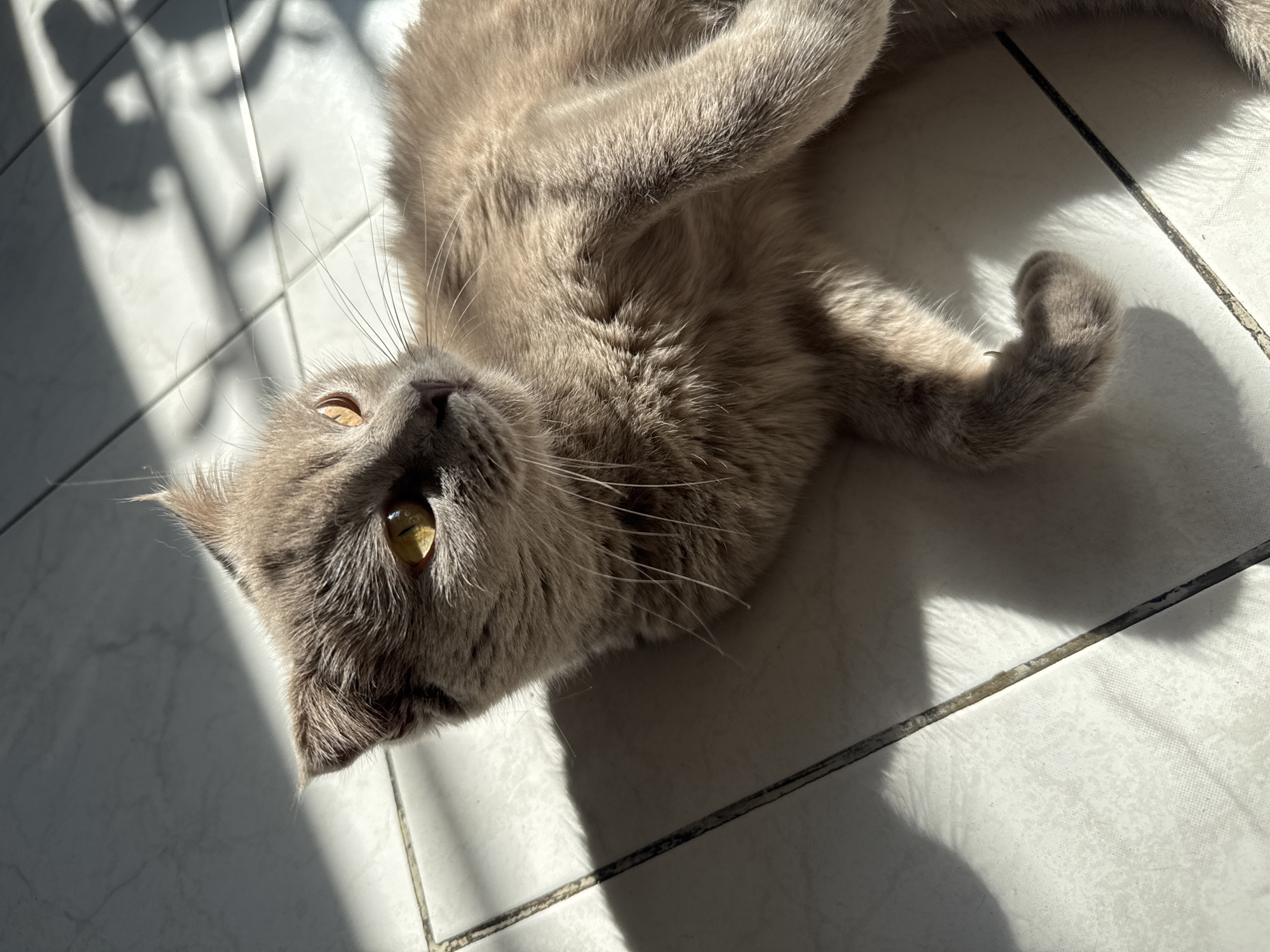 A light grey or lilac-point short-haired cat is captured in a sunlit indoor setting in Yerevan, Armenia. The cat lies on its back on a light-colored tiled floor with dark grout lines, its body relaxed and front paws gently curled over its chest and belly. Its head is tilted, and its striking yellow-amber eyes are wide open, looking directly towards the viewer or slightly upwards. Long white whiskers are prominent, fanning out from its muzzle.
Strong, direct sunlight bathes parts of the cat's fur and the tiled floor, creating distinct, sharp shadows across the surface. These shadows, some appearing to be abstract patterns or possibly from window frames or decorative elements (like the intricate pattern in the top-left), indicate daytime. The cat appears calm and comfortable, seemingly enjoying a sunbath. The grout lines on the tiles show some wear and discoloration in areas. There is no visible text in the image.