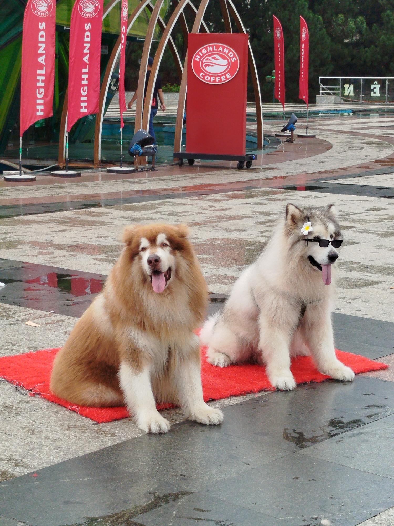 Two Alaskan Malamute dogs sit on a small red rug in a paved public space. The dog on the left is light brown and white with its tongue hanging out. The dog on the right is gray and white, wearing black sunglasses, with a white flower behind its ear and its tongue also hanging out. Behind the dogs are several "Highlands Coffee" branded displays and flags. A partially visible structure with curved, light-colored beams is also in the background, along with various people in the distance. The pavement appears wet, and the scene takes place in the city of Da Lat, Vietnam.