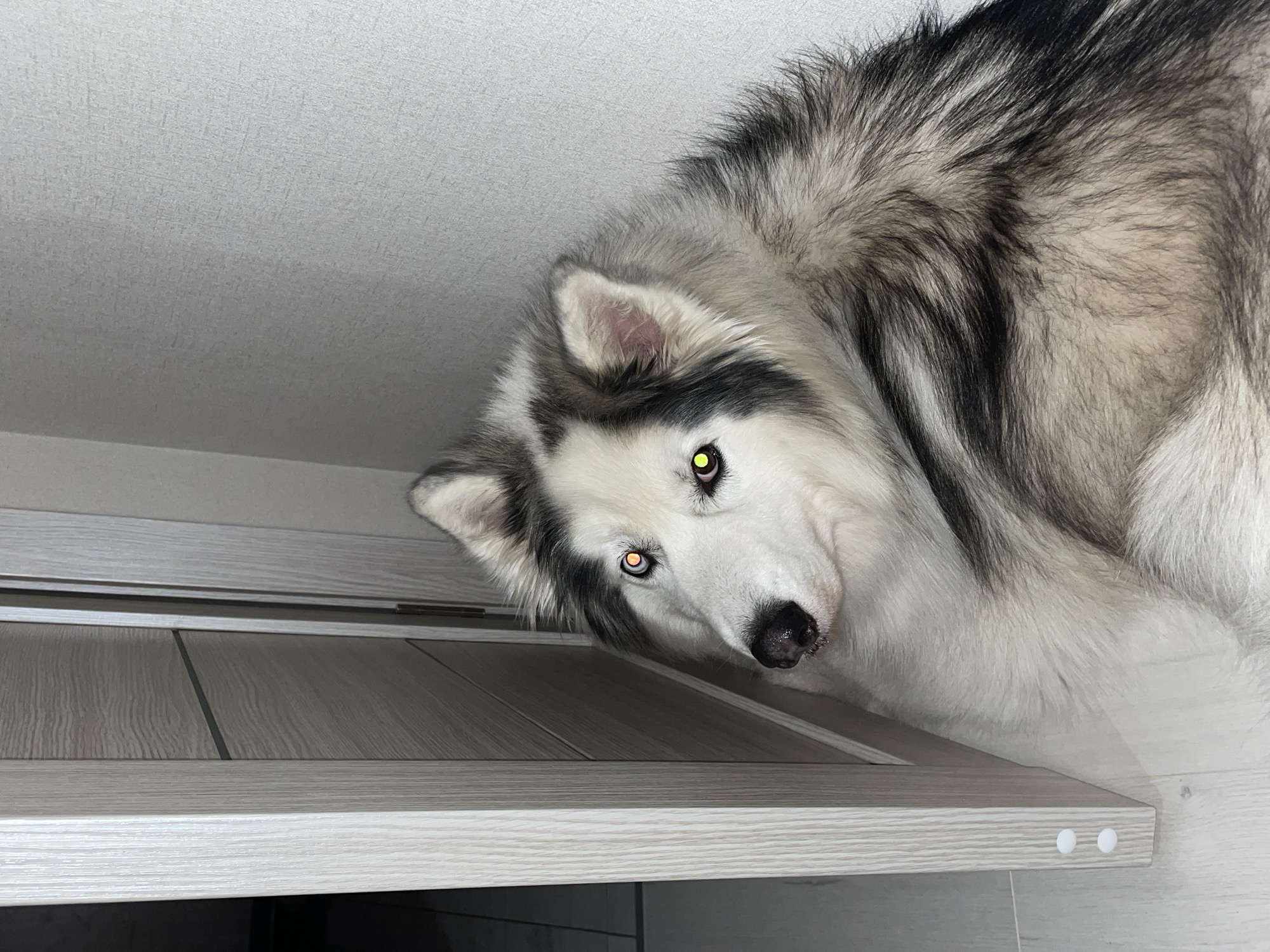 A husky dog is lying on what appears to be a desk or tabletop. The dog is white and gray with yellow eyes. The desk is light-colored with a wood grain texture. The background includes a light-colored wall and part of a floor. The location is unknown and has not been established as Pervomaysky, Russia.