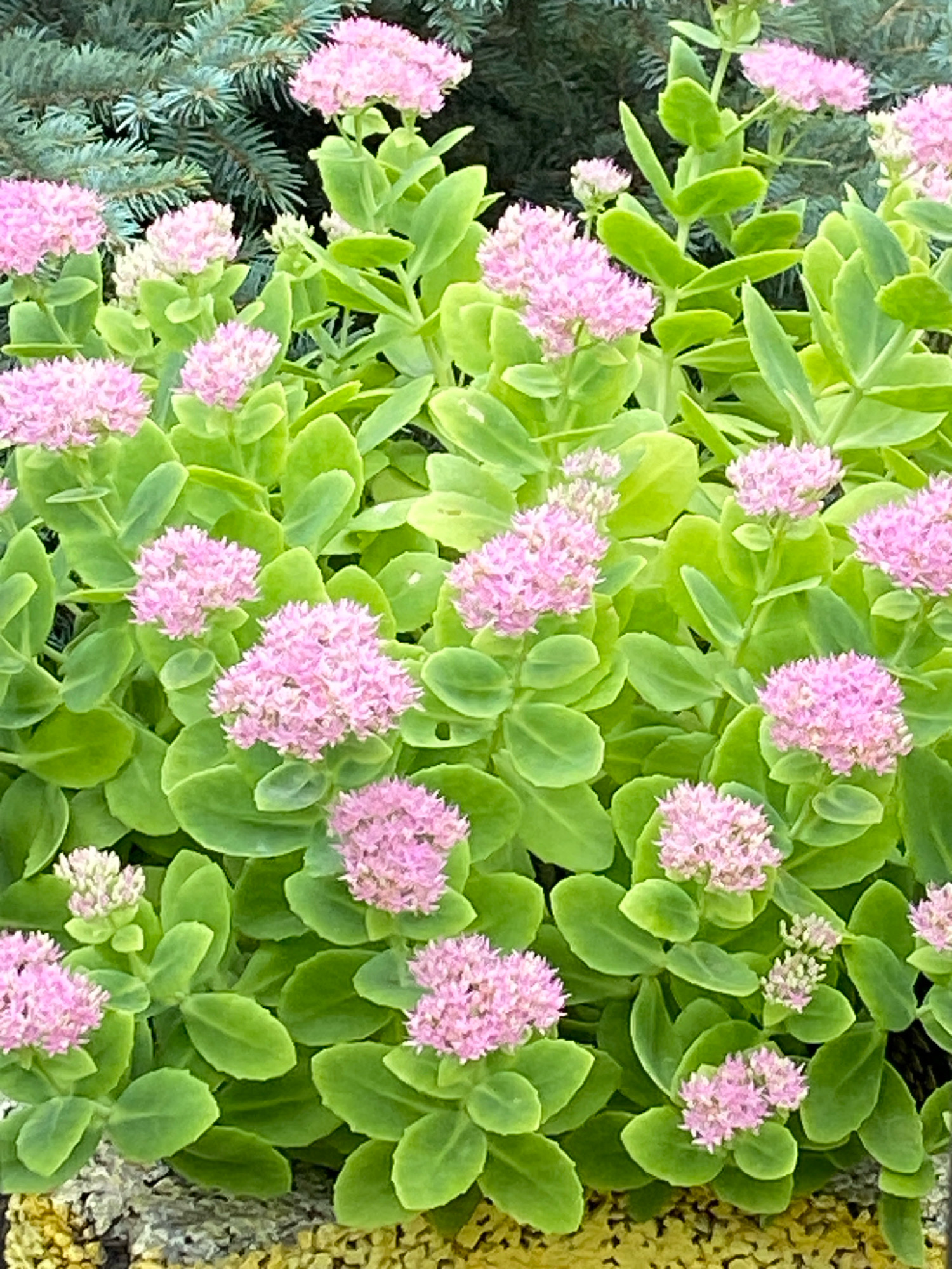 A cluster of pink stonecrop flowers with green succulent leaves is shown in a medium close-up, outdoor shot. The flowers are in various stages of bloom, from tight buds to fully open clusters. In the background, out of focus, is a dark blue-green evergreen shrub. The foreground shows a patch of decorative gravel in shades of yellow and gray. The scene is likely a garden or park setting. The location is the city of Chornomorsk, Ukraine. There are no people or animals in the image.
