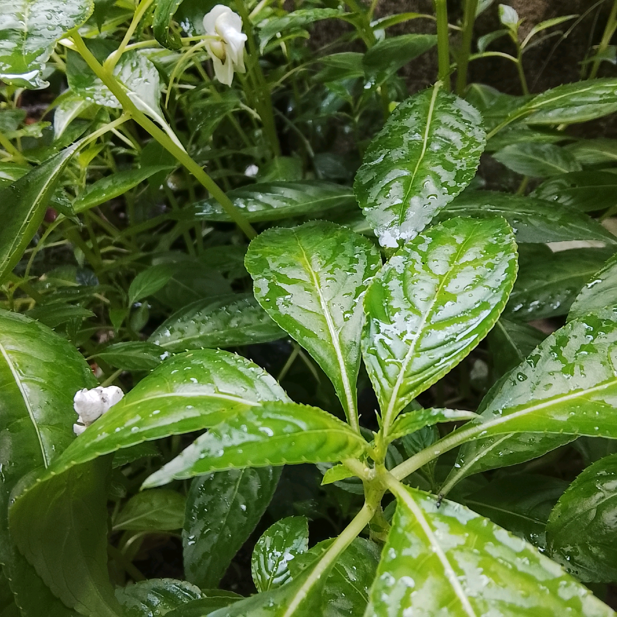 A close-up, eye-level, medium shot captures a cluster of vibrant green, wet leaves and stems of a plant, possibly in a garden or outdoor setting. Tiny water droplets glisten on the leaf surfaces, suggesting recent rain or watering. The leaves are ovate with serrated edges and prominent central veins. Several white flowers, small and delicate, are visible in the background and partially obscured. The environment appears lush and natural. The image is set in the city of Colombo, Sri Lanka.