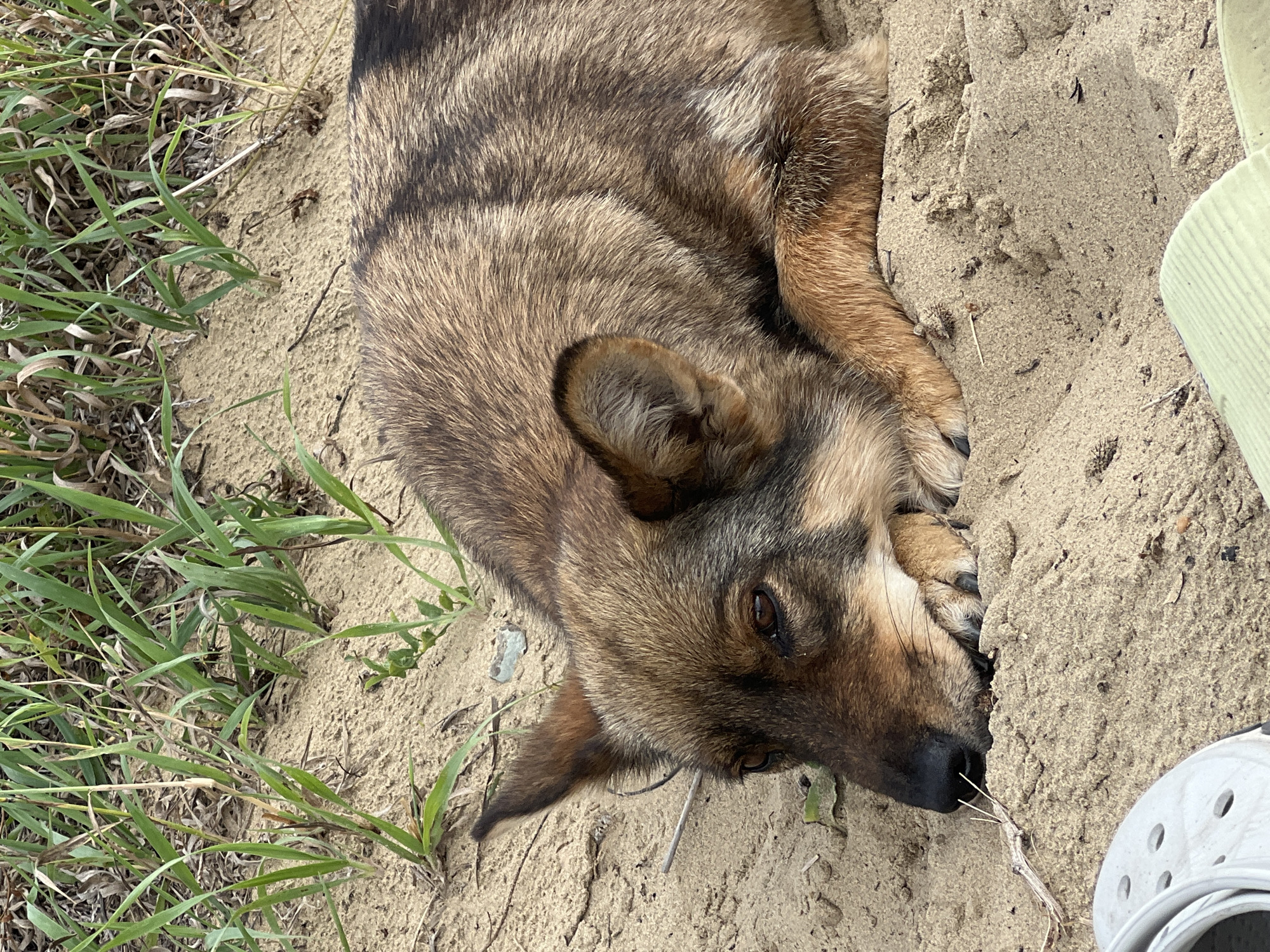 The image shows a medium-sized dog with brown and black fur lying on a sandy beach. The dog is resting its head on its paws, with its eyes partially closed. The background consists of sand and sparse green vegetation. In the foreground, a portion of a white shoe and a light green object are visible. The scene appears to be outdoors, possibly in a natural setting. There is no indication of the specific location within Pribrejnii, Kazakhstan.