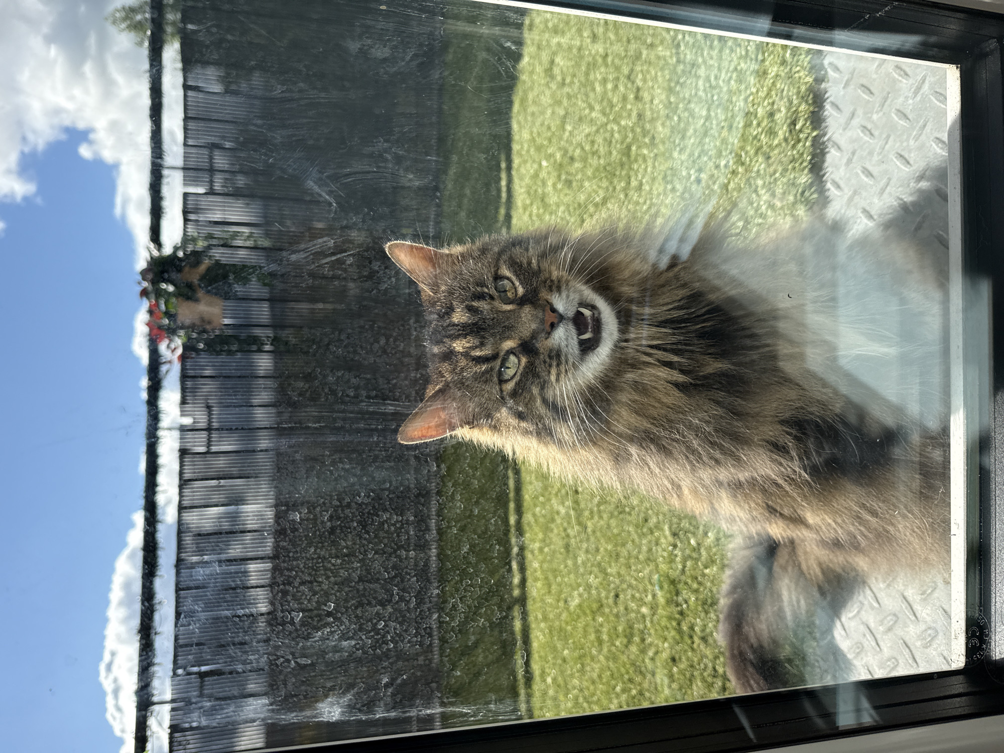 A fluffy tabby cat with green eyes and an open mouth, seemingly hissing or meowing, is positioned behind a smudged glass pane. The cat is facing the camera directly. Behind the cat, a well-maintained green lawn is visible, bordered by a dark fence. The sky above is blue with scattered white clouds. The image appears to be taken at eye level with the cat. The scene is set outdoors, likely in a backyard. The mention of Saggart, Ireland, places the location within a suburban or rural context.