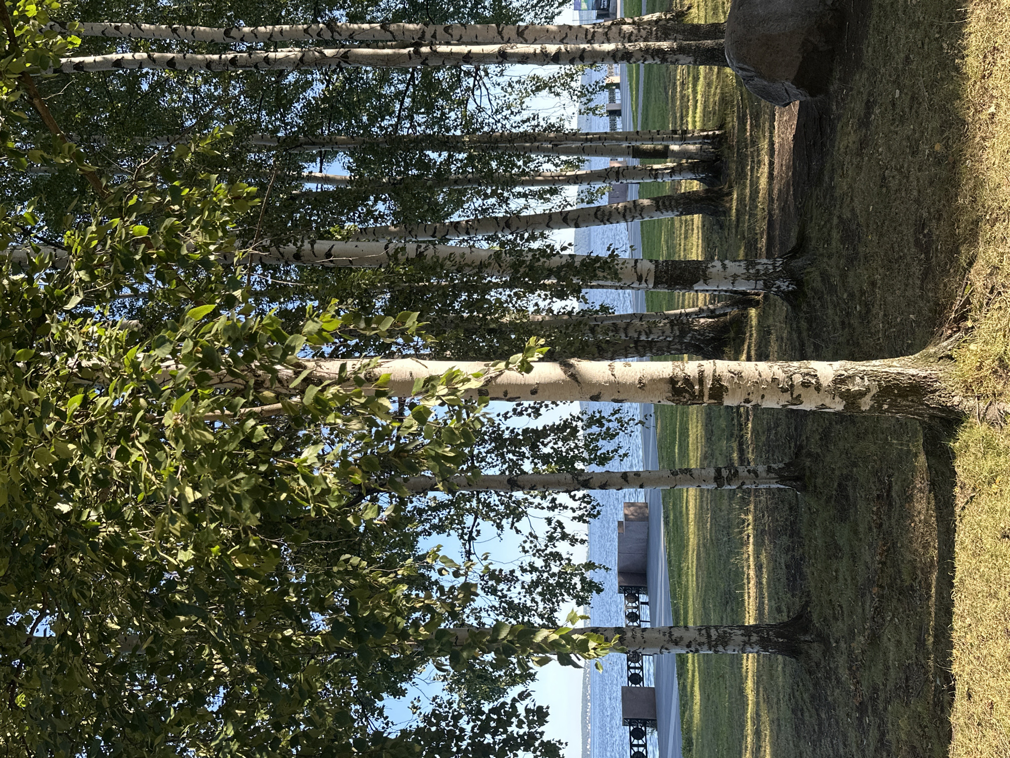 The image depicts a sunlit scene with a grove of birch trees in the foreground. The trees are characterized by their white bark with dark horizontal markings. Lush green leaves hang from the branches, some of which appear to be drooping slightly. Beyond the trees, a paved walkway runs parallel to a body of water, likely a lake or river, which occupies the middle ground. The water is a calm blue, reflecting the clear sky. Along the walkway, there are benches and decorative elements, suggesting a park or public space. In the distance, the opposite shore of the water is visible with a low-lying town or cityscape. The ground in the foreground and between the trees is covered with green grass, with some patches of dry leaves and shadows cast by the trees. The lighting suggests it is late afternoon or early evening, with the sun casting long shadows. Based on the characteristic birch trees and the presence of a large body of water, this scene is likely located in Petrozavodsk, Russia, on the shore of Lake Onega, a prominent natural feature of the city. There are no people or animals visible in the image.