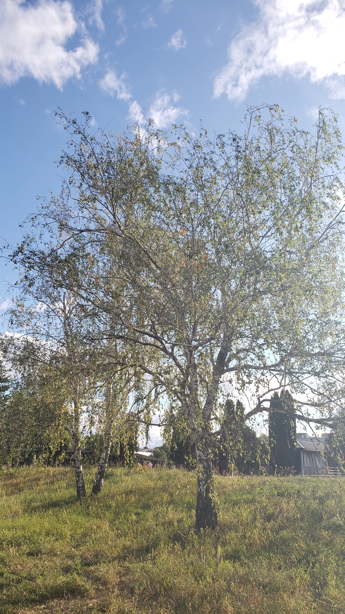 The image depicts a cluster of birch trees with sparse, light-colored foliage against a bright blue sky with scattered white clouds. The trees are situated on a grassy slope, with dry, golden-brown grass in the foreground and middle ground. In the background, there are hints of buildings and darker, taller trees, possibly conifers, on the right side of the frame. The lighting suggests it is daytime, with the sun casting a slight glare, particularly on the right side of the image. There are no people or animals visible. Based on the characteristic white bark of the birch trees and the typical Eastern European landscape, this scene is likely located in a park or a rural area on the outskirts of a city. Without further information, the specific location within Prešov, Slovakia, cannot be pinpointed from the image alone, but it is consistent with the general environment found in and around the city.