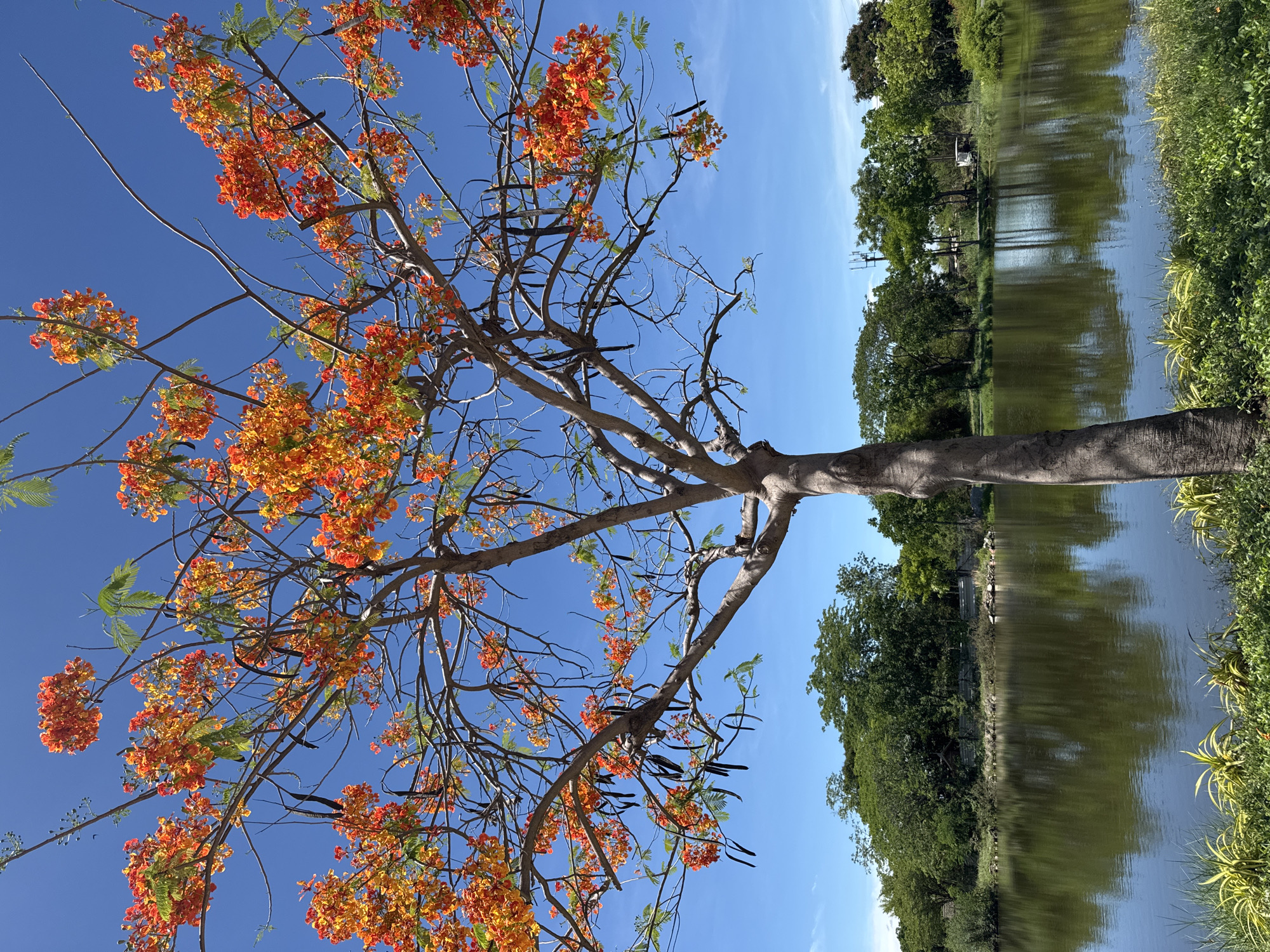 The image shows a tree with bright orange flowers under a clear blue sky, likely a flamboyant tree (Delonix regia). The tree trunk is thick and grey, and the branches reach upwards towards the sky, filled with clusters of orange blossoms. Some long, dark brown seed pods are also visible. The lower portion of the image features a body of water reflecting trees and vegetation along its bank. The environment suggests a park or landscaped area, likely within the Bang Pu Subdistrict Municipality, Thailand, based on the provided context. There are no people visible in the image.