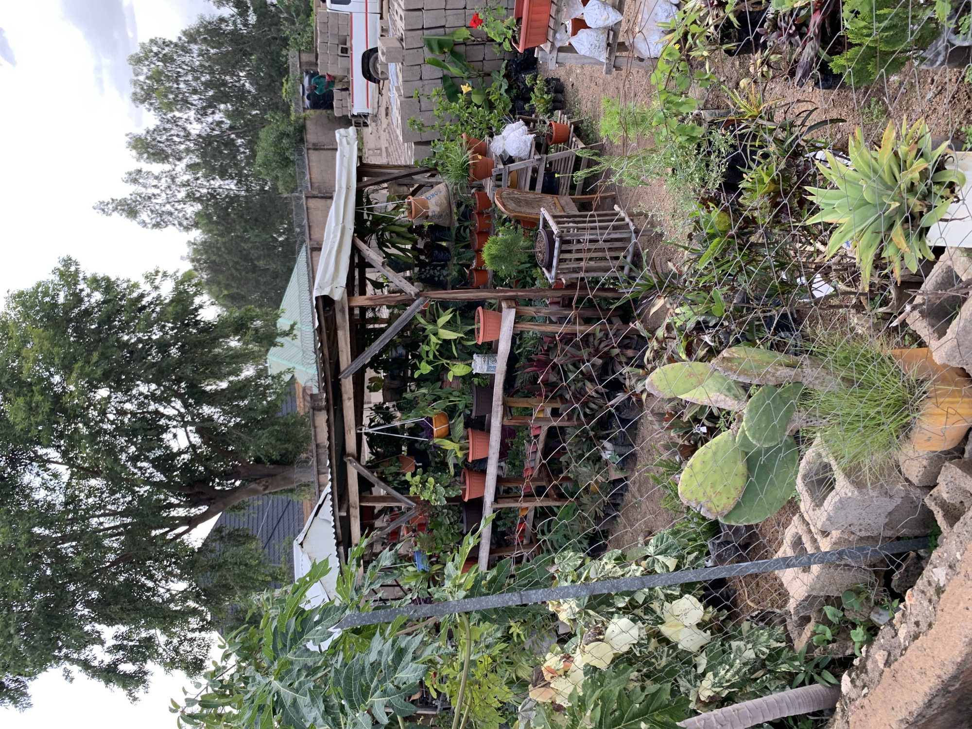 The image depicts an outdoor plant nursery located in Jos, Nigeria. The nursery is filled with a wide variety of potted plants, displayed on wooden shelves and stands. A covered wooden structure, likely a stall or shelter, is visible in the center, with plants hanging from its beams. In the background, a white pickup truck is parked near a stack of concrete blocks, and a person wearing a green shirt is standing close to it. A fence made of wire mesh encloses the nursery. The environment appears to be somewhat overgrown, with trees and foliage surrounding the nursery, suggesting a semi-urban or rural setting within Jos. The sky is overcast, indicating potentially cloudy weather.