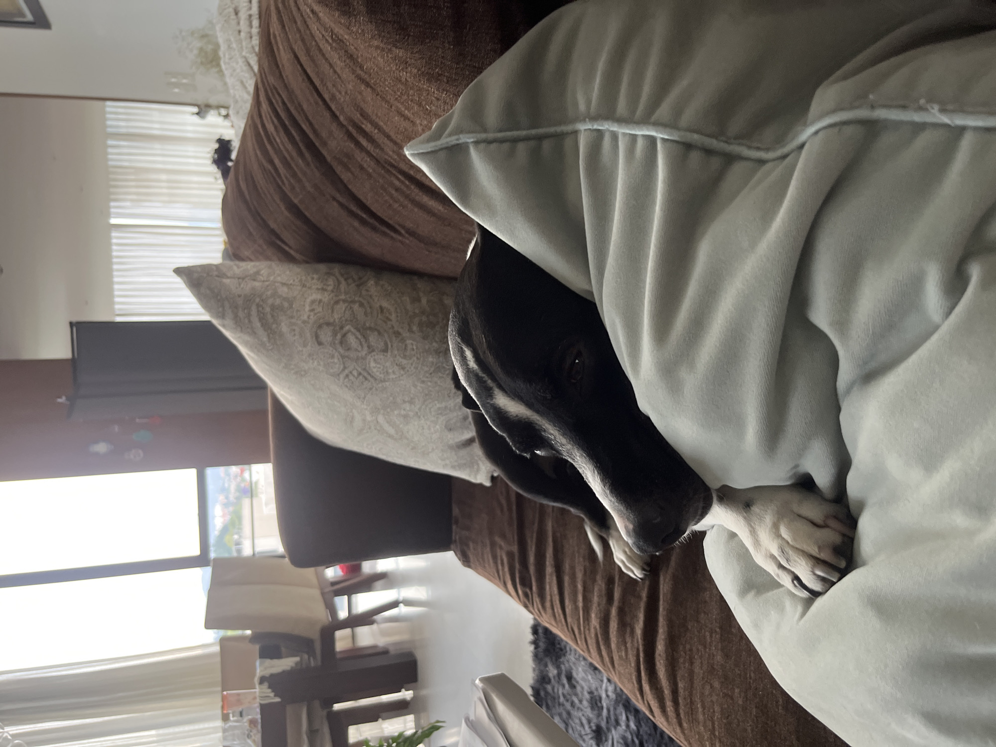 A dog is resting on a brown couch, partially covered by a light-blue pillow. The dog is mostly black with white markings on its face and paws. One paw is visible, resting on the pillow. Behind the couch is a window overlooking Mexico City. Furniture can be seen through the window.