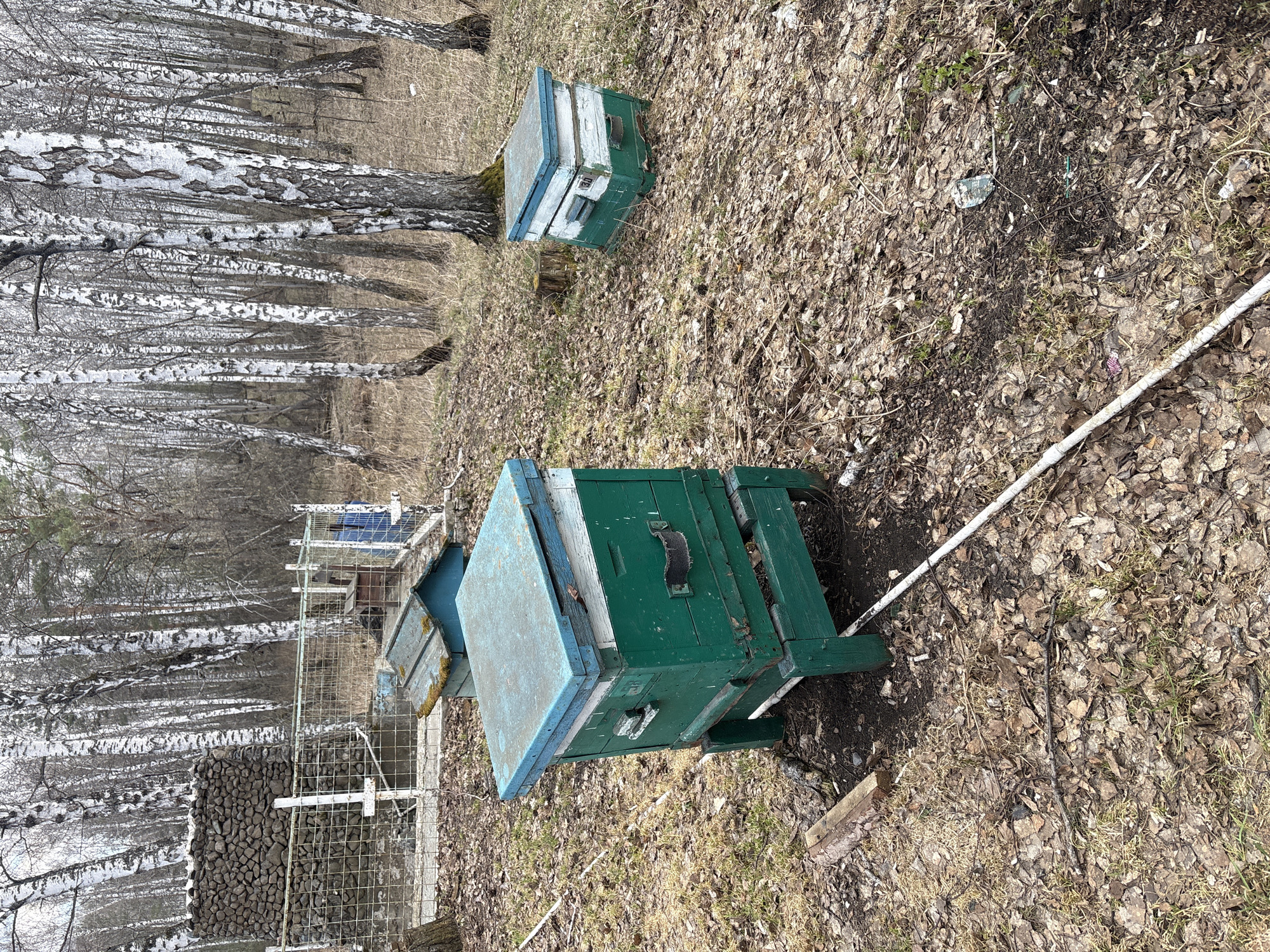 The image depicts an outdoor scene in Таскино, Russia. Two beehives, painted green and light blue, are situated on a ground covered with dry leaves and sparse vegetation. One hive is closer to the camera, more substantial, and features a handle. The other hive is smaller and located further back. A white rope lies on the ground near the larger hive. In the background, there is a birch forest with white-barked trees. A low fence made of wire mesh and stones is visible near the left edge of the image.