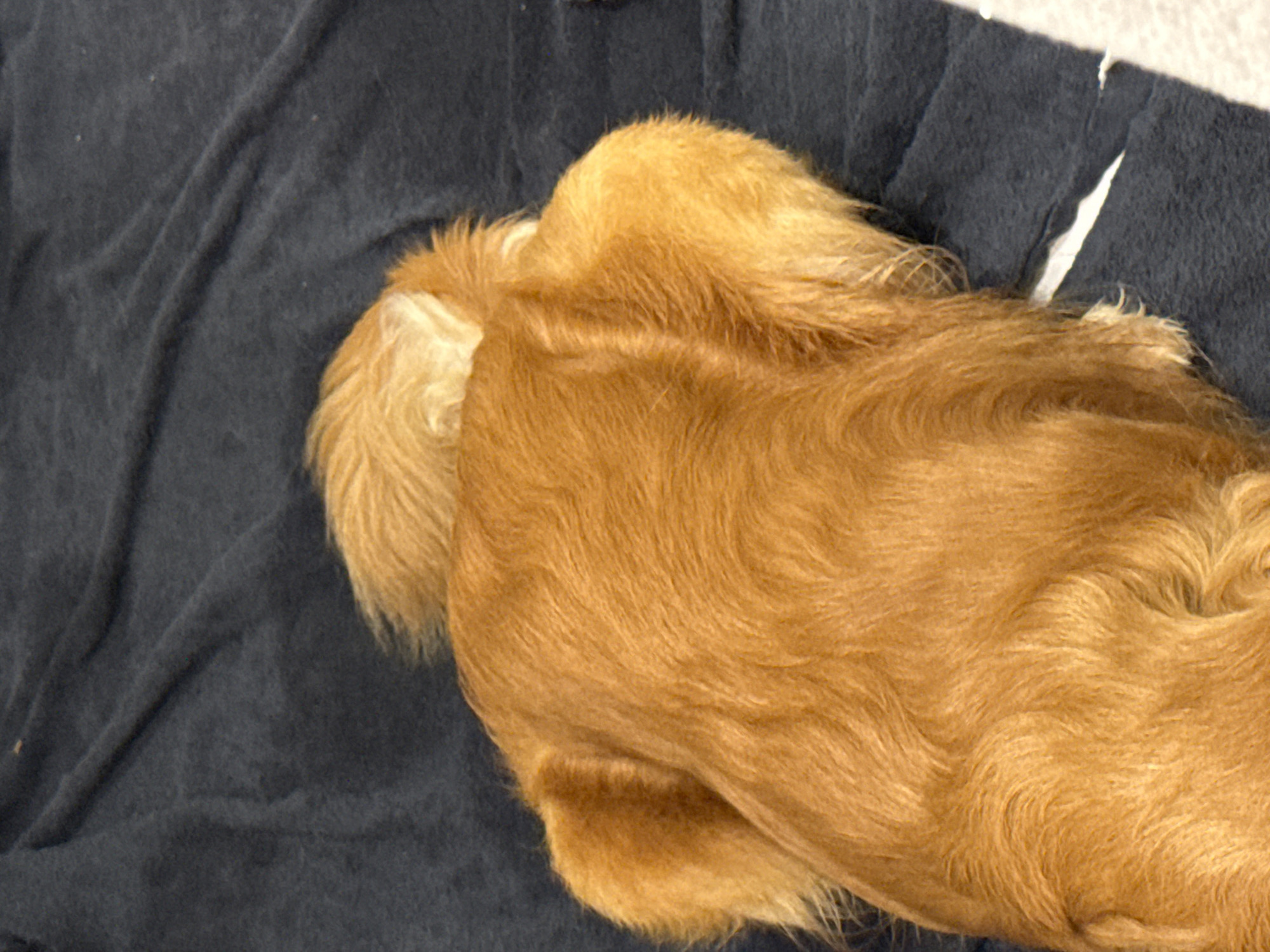 The image shows the back of a golden-colored dog lying on a dark blue blanket. The dog's fur is long and wavy, and its tail is not visible. The blanket appears to be soft and textured, with some wrinkles and folds. The lighting is dim, and the focus is on the dog's back. The scene is set in an indoor environment, possibly a living room or bedroom, but the specific location within a city is not discernible. There are no people or other animals present in the image.