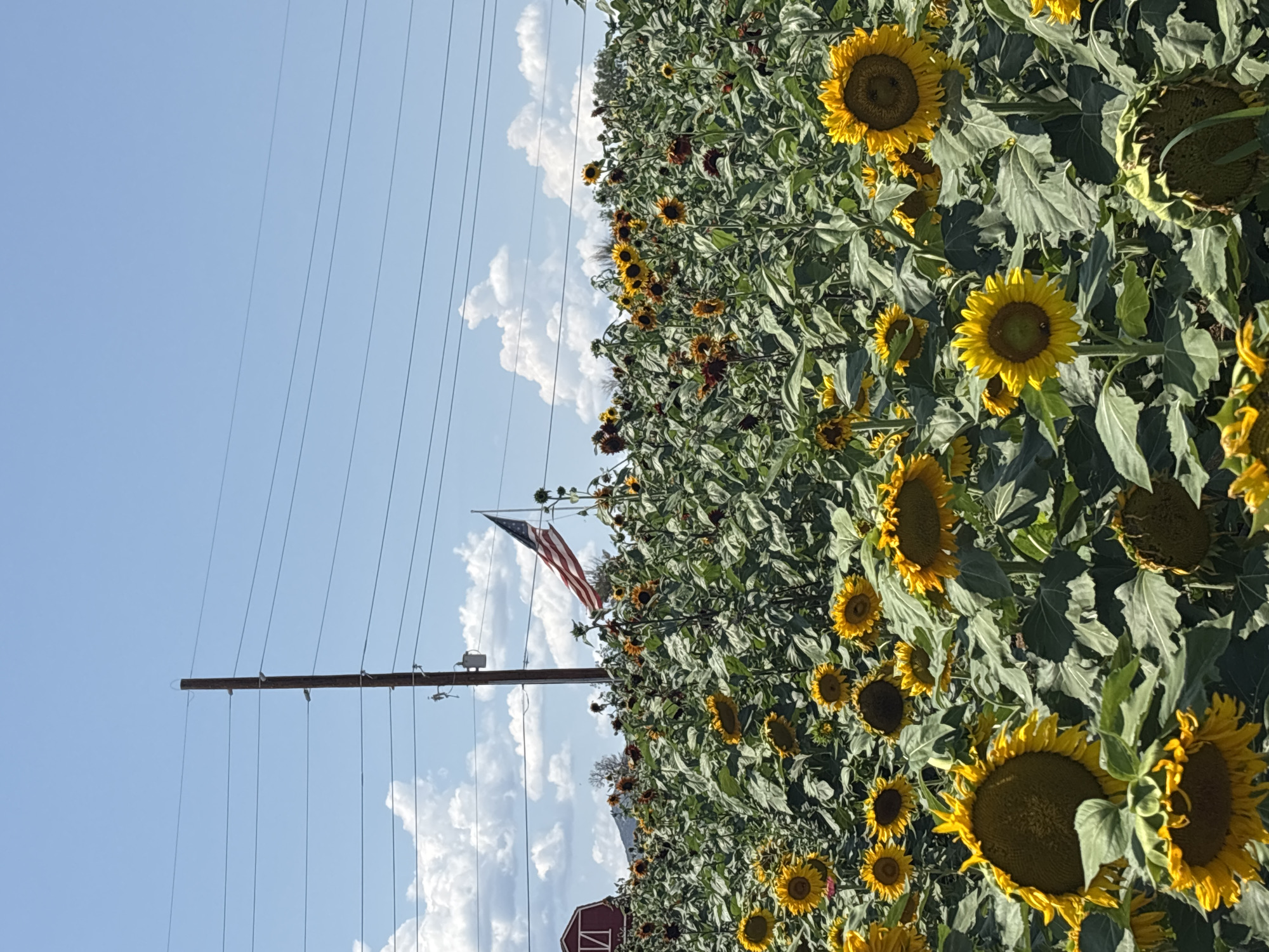 This image depicts a field of sunflowers under a bright blue sky with scattered white clouds. A tall wooden utility pole stands prominently in the center-left of the frame, with power lines stretching horizontally across the sky. To the left of the pole, a portion of a red barn with white trim is visible. In the background, an American flag waves from a flagpole, situated behind the sunflowers and to the right of the utility pole. The field is densely packed with sunflowers, many of which are facing upwards, showcasing their yellow petals and dark centers. Some sunflowers are in full bloom, while others appear to be wilting or have already gone to seed. The leaves of the sunflowers are large and green. The overall impression is a rural landscape during the daytime.