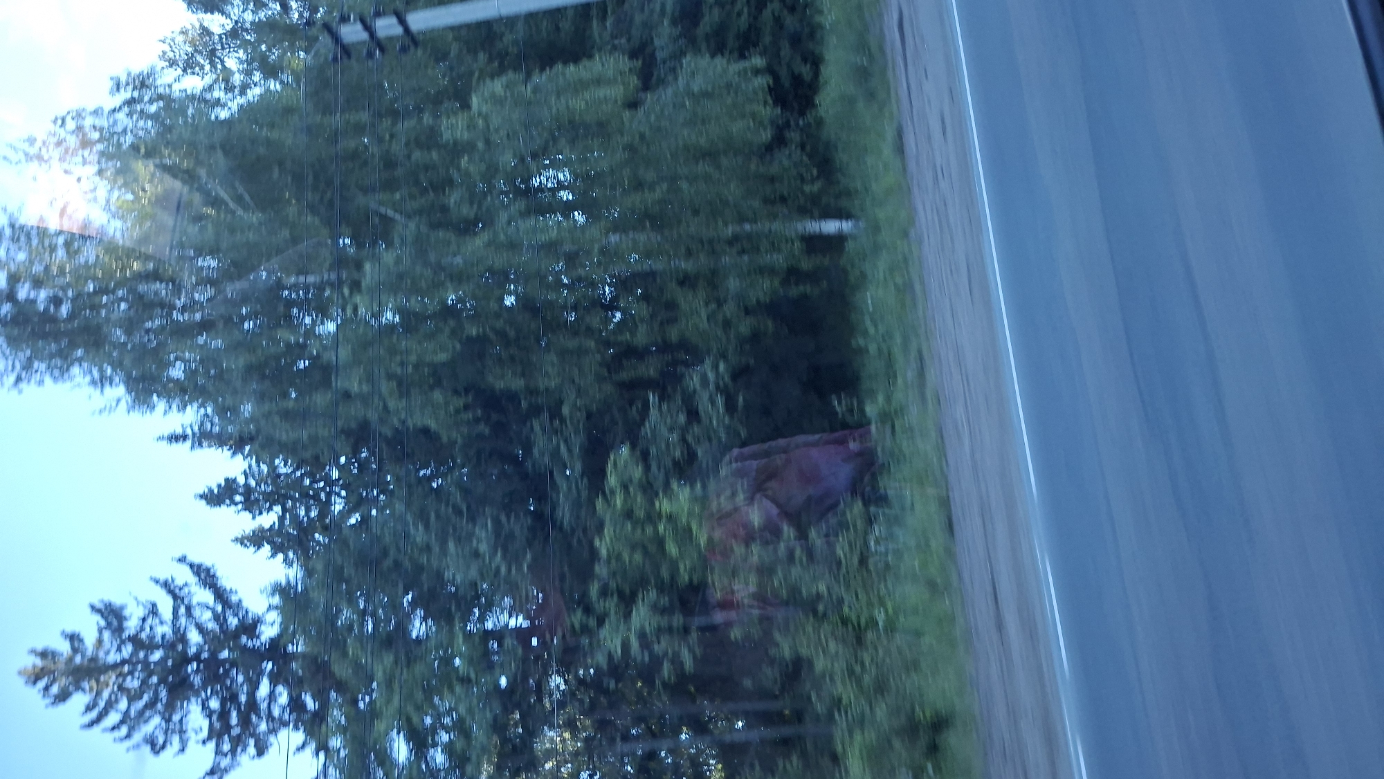 The image depicts a view from inside a moving vehicle, likely a car, showing a road and a forested area. The road is partially visible on the right side, and it appears to have a dividing line. The forested area features a mix of trees. It is hard to locate the specific location in Chaikovsky, Russia without additional information. There are no people visible in the image. There appears to be a dark red/brown object within the greenery, possibly a structure or object obscured by foliage. Power lines are crossing the trees. The image is taken through a window, resulting in some reflections.