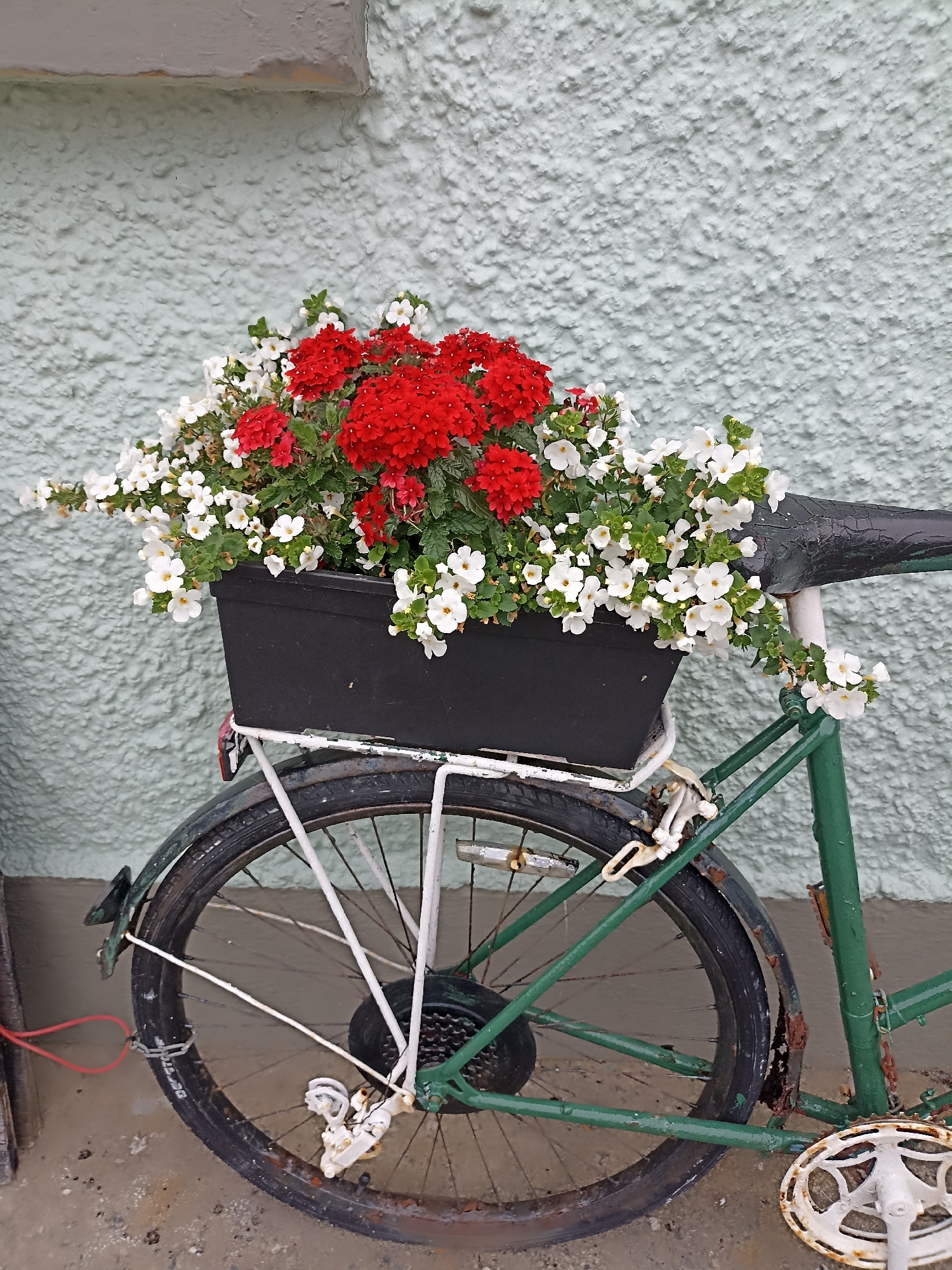 A vintage green bicycle, heavily rusted, is parked against a textured light blue wall in Annagry, Ireland. A black planter filled with vibrant red and white flowers is attached to the bicycle's rear rack, positioned above the rear wheel. The seat of the bicycle is cracked and worn. The ground beneath the bicycle is a rough concrete surface. The overall scene is an outdoor, potentially residential or public space in the town.