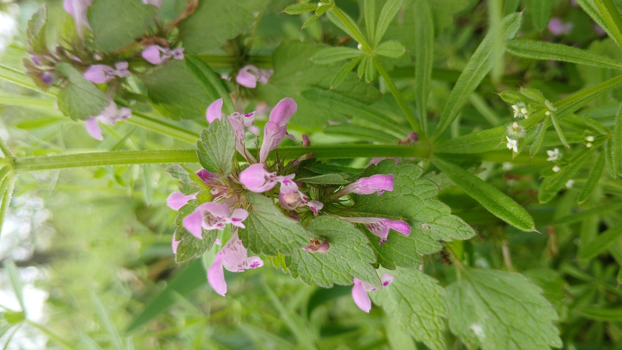The image depicts a close-up of various plants in an outdoor setting. Specifically, there is a cluster of purple dead-nettle (Lamium purpureum) with characteristic pink/purple flowers and scalloped leaves. Adjacent to the dead-nettle, there is another plant, possibly cleavers (Galium aparine), known for its thin, bristly stems and small white flowers. The background is blurry but appears to be foliage, indicating a natural environment like a field or garden. The exact location is not discernible from the image.