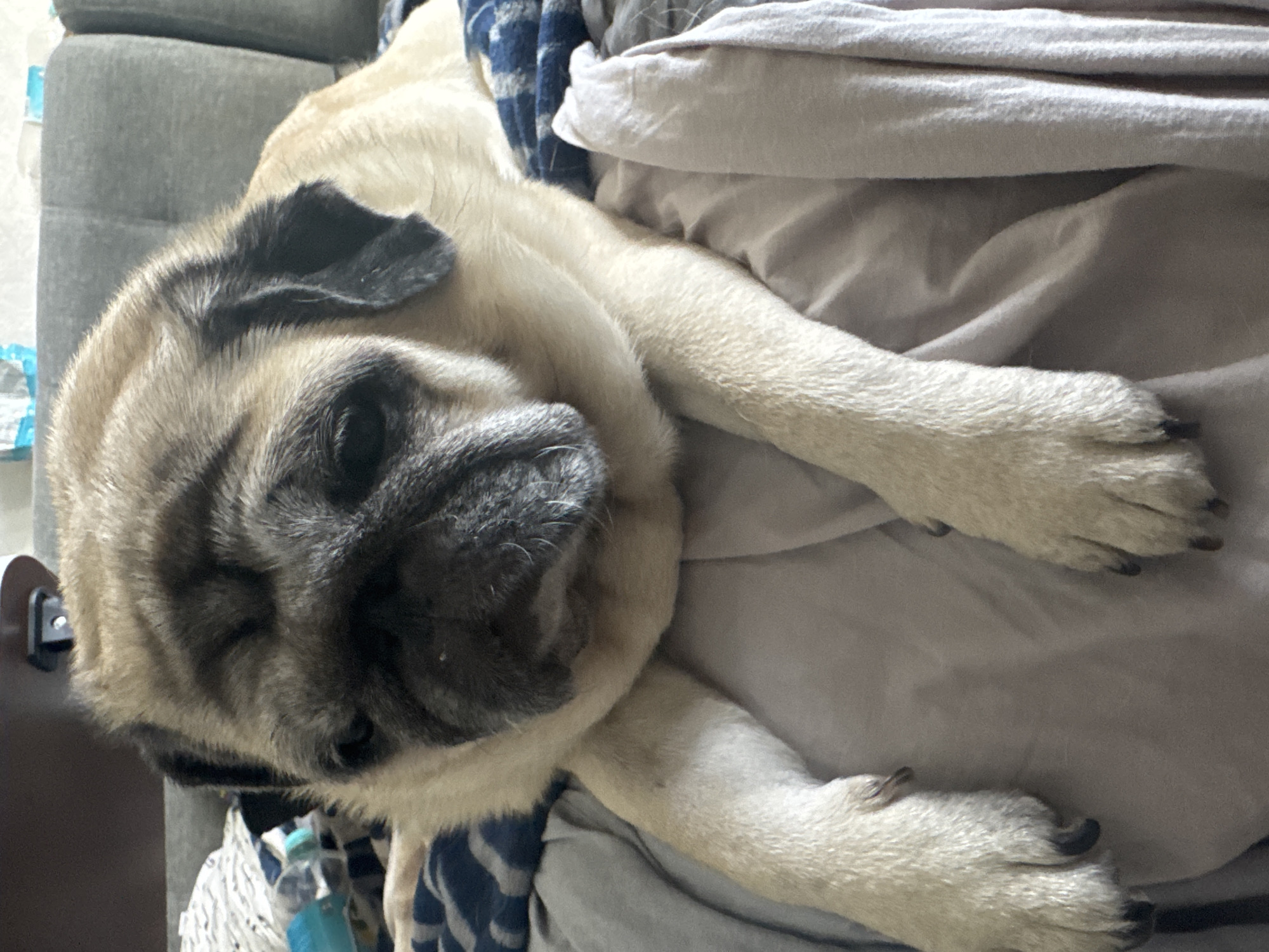 A pug dog is resting on a couch with a blanket. The dog is light brown with black markings around its face. It has a wrinkled face and droopy eyes. The dog is lying down with its front paws crossed. The couch is gray and the blanket is blue and white. There are other blankets and pillows in the background. The image is taken from a slightly high angle.