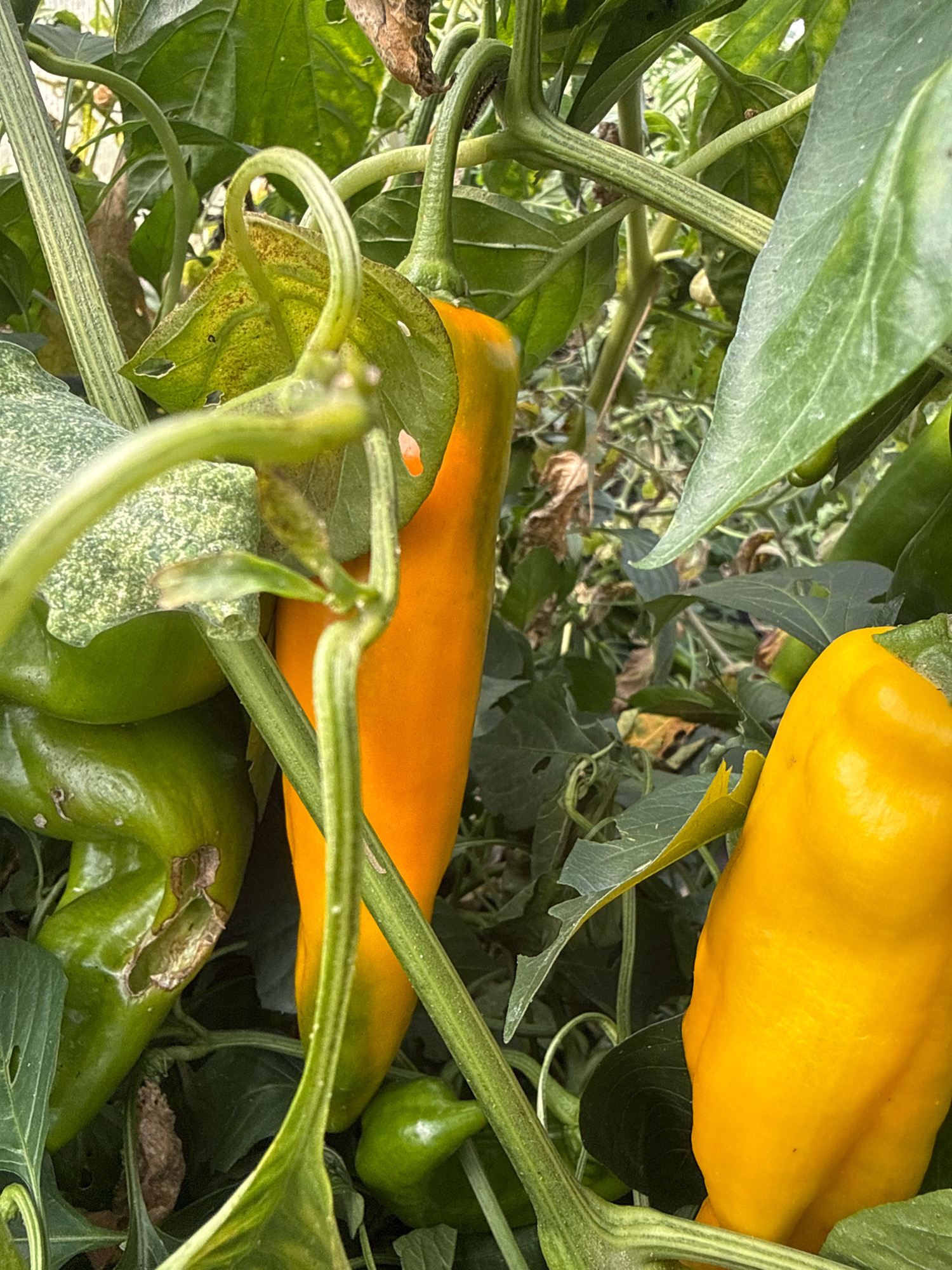 This is a close-up, eye-level, outdoor shot of ripening bell peppers on a plant. The peppers are in various stages of ripeness, with some green and others transitioning to yellow and orange. The plant has thick, ribbed green stems and large, veined green leaves. Some of the green peppers show signs of damage, with brown, dried-out patches. The overall impression is of a healthy, productive plant in a garden setting. The image was taken in Galinė, Lithuania. There are no people visible in the image.