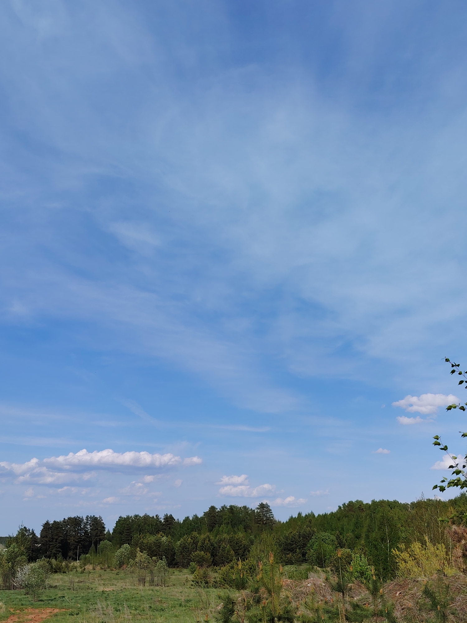 The image shows a landscape in Марковский, Russia, featuring a predominantly blue sky with wispy cirrus clouds and some cumulus clouds closer to the horizon. Below the sky is a line of trees and vegetation. The trees appear to be a mix of deciduous and coniferous species, creating a varied green color. In the foreground, there is an area of grass and low-lying vegetation. There are also signs of disturbed earth, possibly from recent forestry activities, with young pine trees planted. The overall scene depicts a rural or semi-rural area with evidence of both natural landscapes and human intervention.