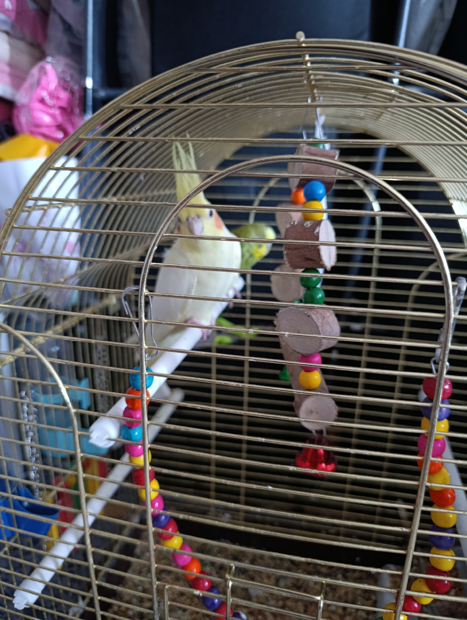 A cockatiel is perched on a wooden dowel inside a gold-colored birdcage. Another bird, possibly a budgie, is visible in the background. The cage contains several hanging toys made of wooden blocks and colorful beads. The floor of the cage appears to be covered in wood shavings. The background is out of focus but suggests an indoor setting. There is no information available that links this image to Serebriansk, Kazakhstan.