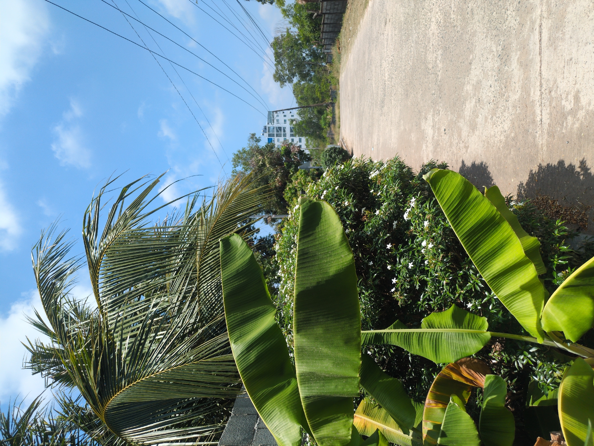 A road with concrete pavement is viewed with tropical vegetation on either side. Banana plants are prominent in the foreground. A low wall is visible, possibly a boundary of a property. In the background, there is a building, possibly a hotel, suggesting that the scene is in a relatively developed part of Phú Quốc. Power lines cross the sky. The sky is blue with light clouds, suggesting it is daytime. Phú Quốc is a Vietnamese island known for tropical weather and sandy beaches.