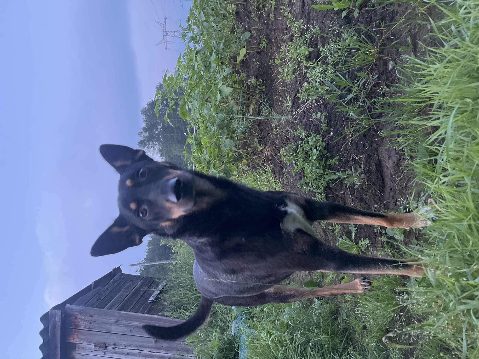 A medium-sized, black and tan dog stands on uneven ground covered with grass and dirt. The dog is facing the camera, with its head slightly tilted. Its tail is curved upwards. Behind the dog to the left, a weathered wooden structure with a corrugated roof is visible. To the right of the dog, a patch of green plants, possibly potatoes, grows from the dark soil. In the background, trees and a power line tower are silhouetted against a hazy, overcast sky. The image appears to have been taken outdoors in a rural or semi-rural setting. The lighting suggests it is either dawn or dusk. The location is identified as Nizhny Tagil, Russia.