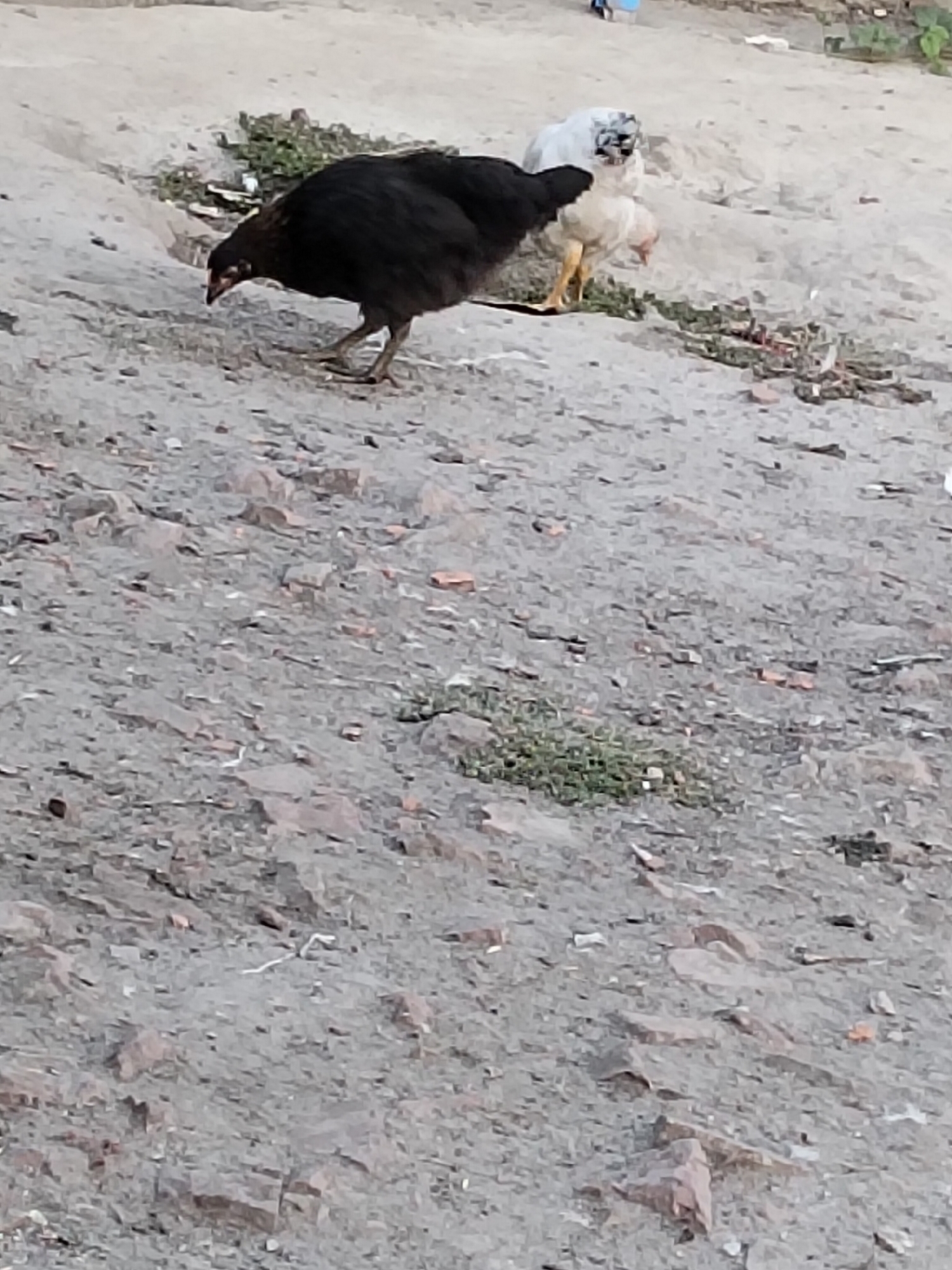 In Ustyvytsia, Ukraine, a scene unfolds on a dirt ground littered with rocks and debris. A predominantly black chicken is captured mid-action, with its head lowered as if foraging. To its right, a white chicken and a lighter colored chicken stand close together, also appearing to be searching for food. The environment suggests an outdoor, possibly rural or undeveloped urban setting. The ground is a mixture of soil, small stones, and scattered fragments that could be broken bricks or other construction waste. Sparse green vegetation dots the landscape. The lighting indicates it's daytime.