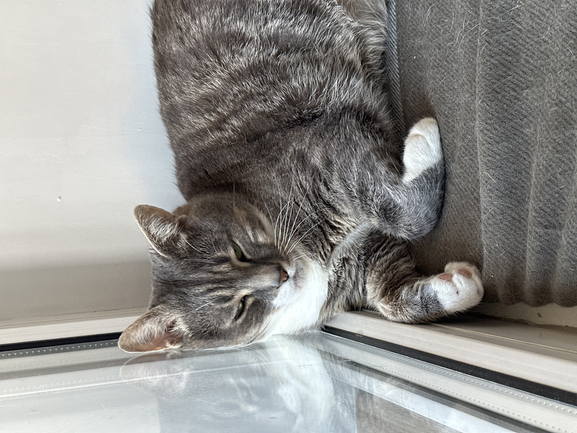 A gray tabby cat with white paws and chest lies on a dark gray blanket next to a window. The cat has green eyes and is partially napping, with its eyes squinted. The window is made of glass and metal, and it reflects some of the interior of the room. The wall behind the cat is white.