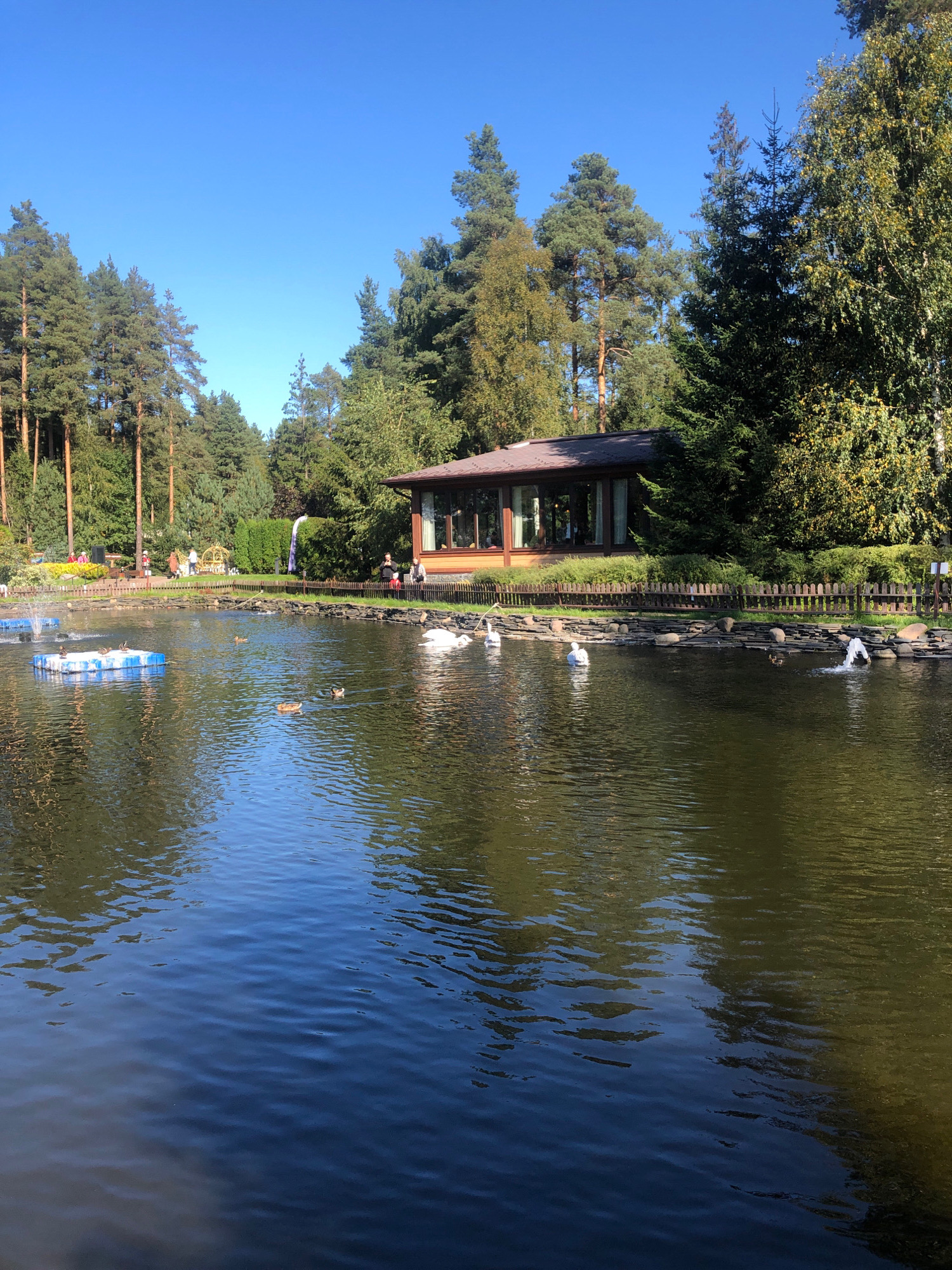A body of water is the main focus of this image, with trees and a building in the background. Several ducks are visible on the water, as are some swans and a fountain spraying water. A floating structure, possibly a raft, is also present in the water. In the background, there is a building with large windows, a wooden fence, and a variety of trees. The sky is clear and blue. The scene appears to be a park or recreational area.