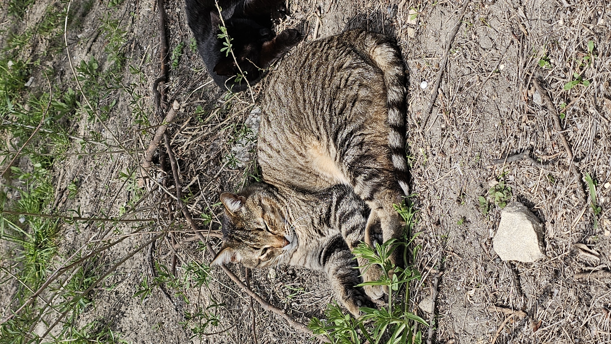 A high-angle, full sunlight shot depicts a tabby cat lying on its side in a sunlit, earthy area with sparse vegetation and scattered twigs. The cat's head is facing left, and its striped body curves towards the right. The environment appears to be an overgrown patch of ground. Partially visible near the tabby cat is a second, black cat. The location is potentially in an unkempt or wild area, but it is difficult to confirm without additional location or time context whether this is Varna, Bulgaria.